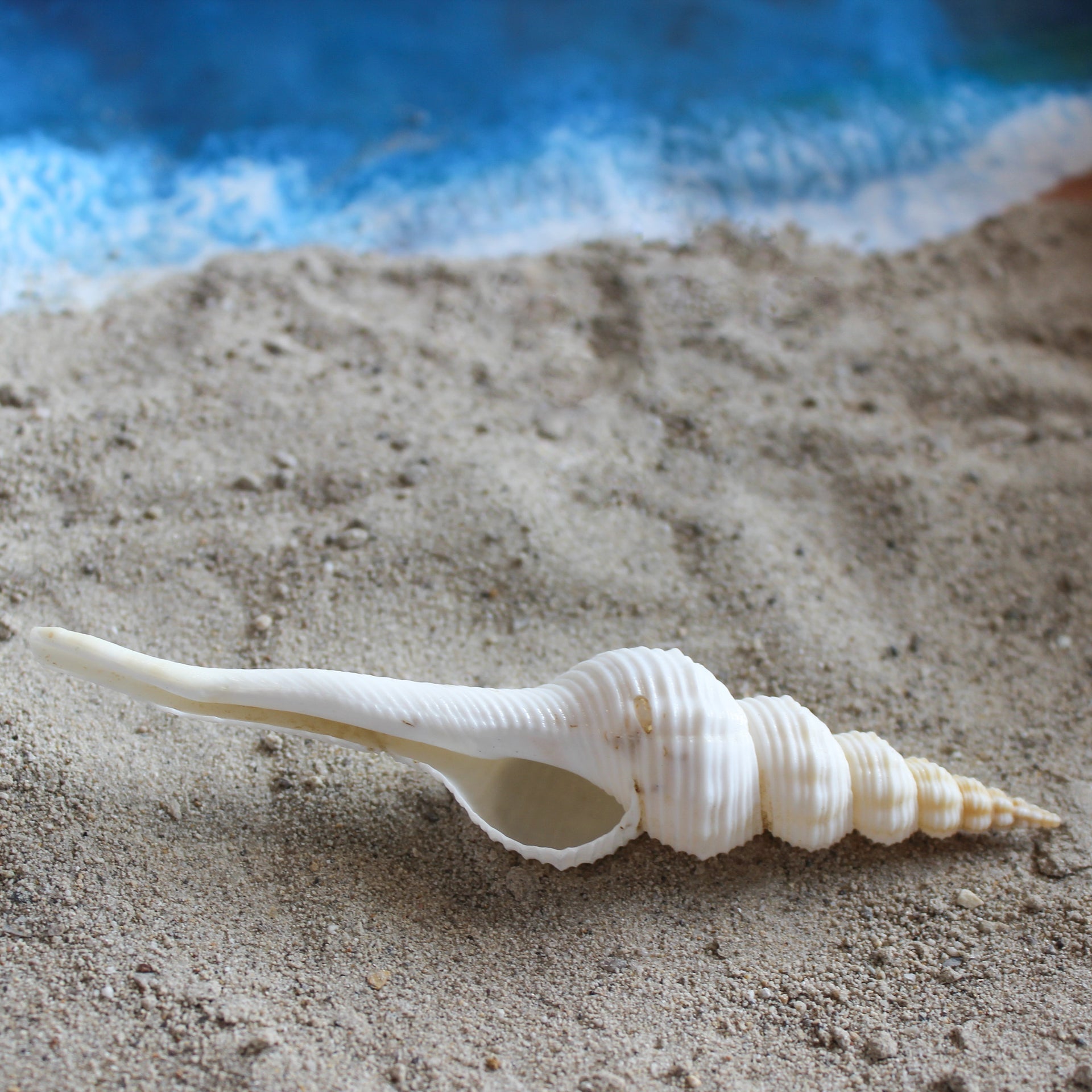 White Spindle 4-4.5"