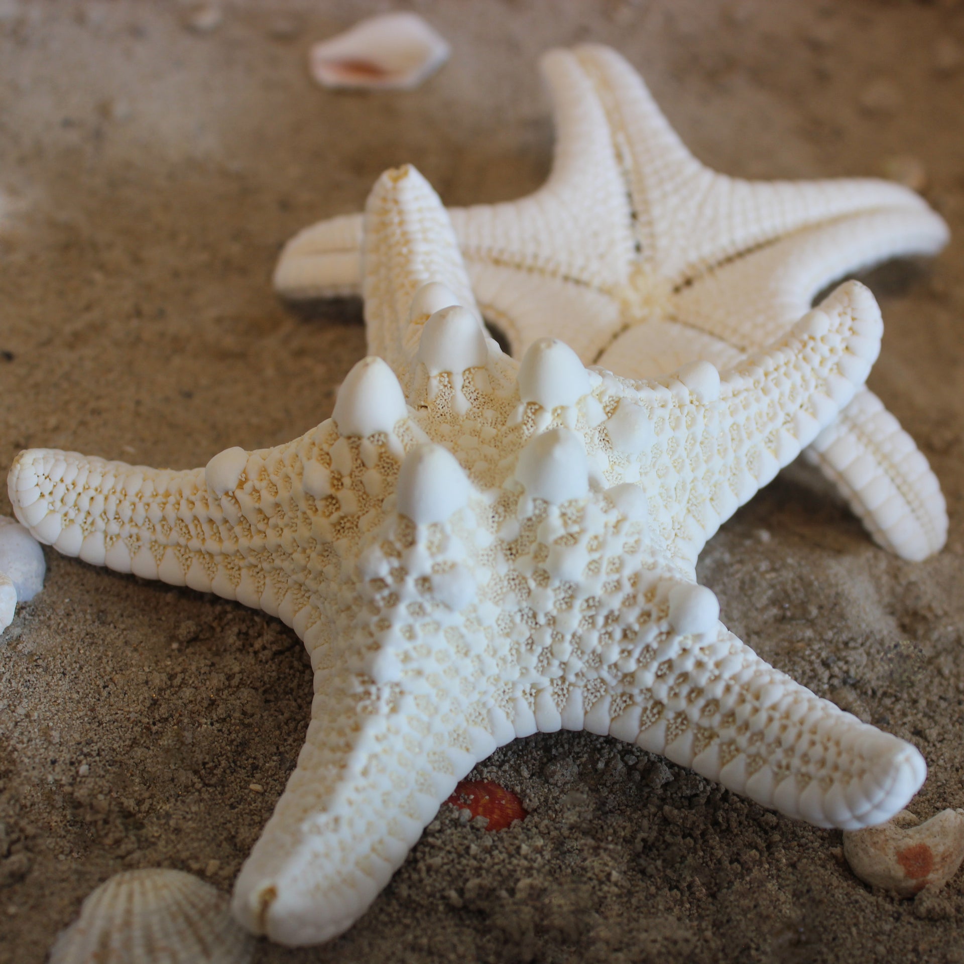 Estrella blanca con nudos de 4-5"