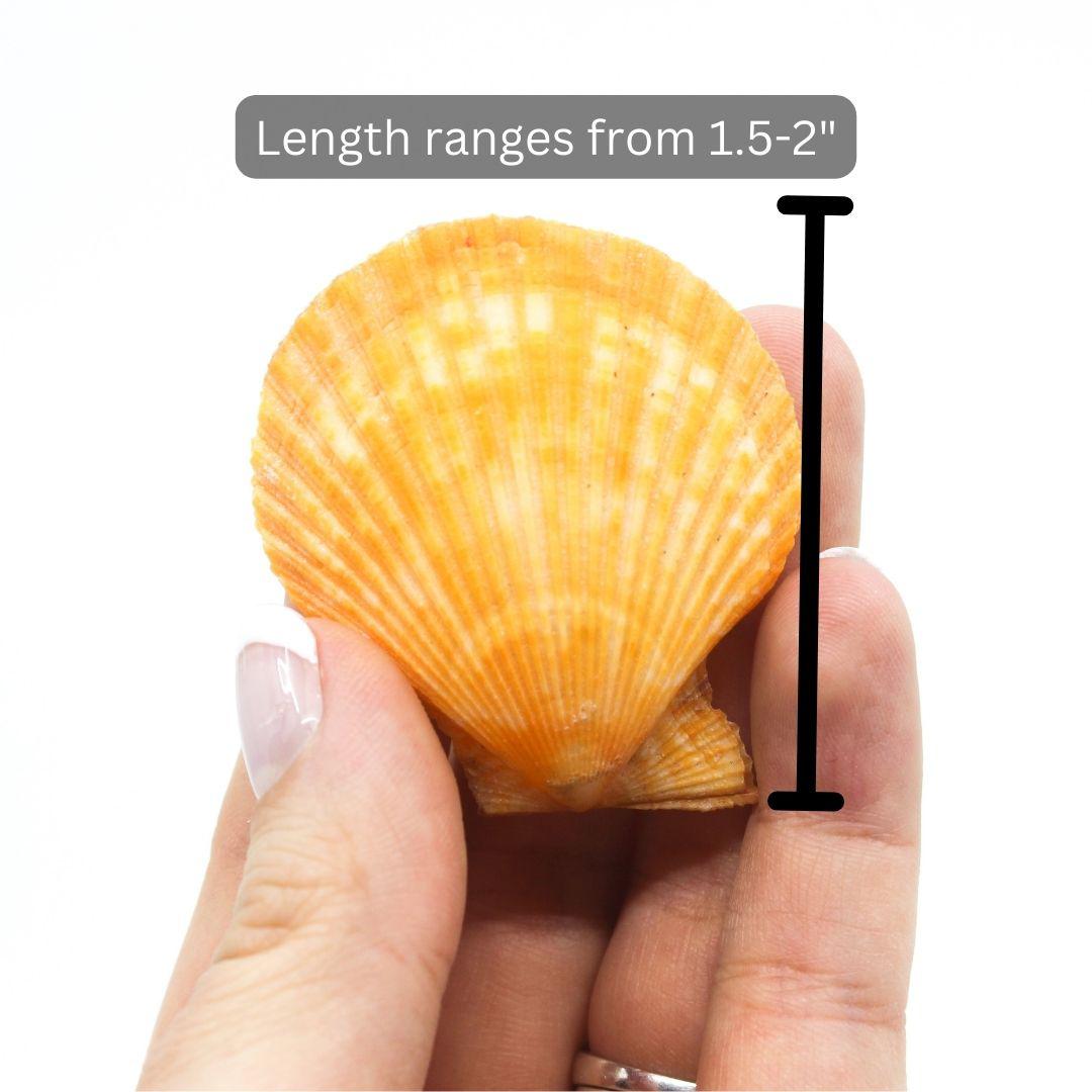 Pecten noble