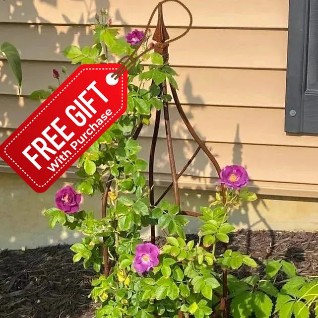 Solid Rose Topiaries