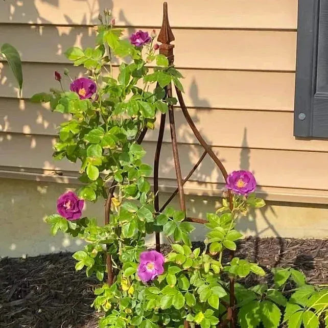 Solid Rose Topiaries