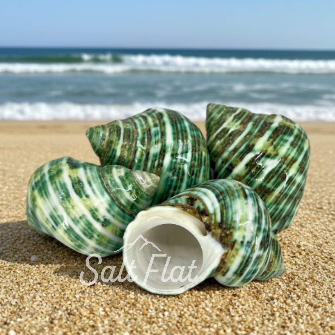 Green Turbo Polished 1.5-2"