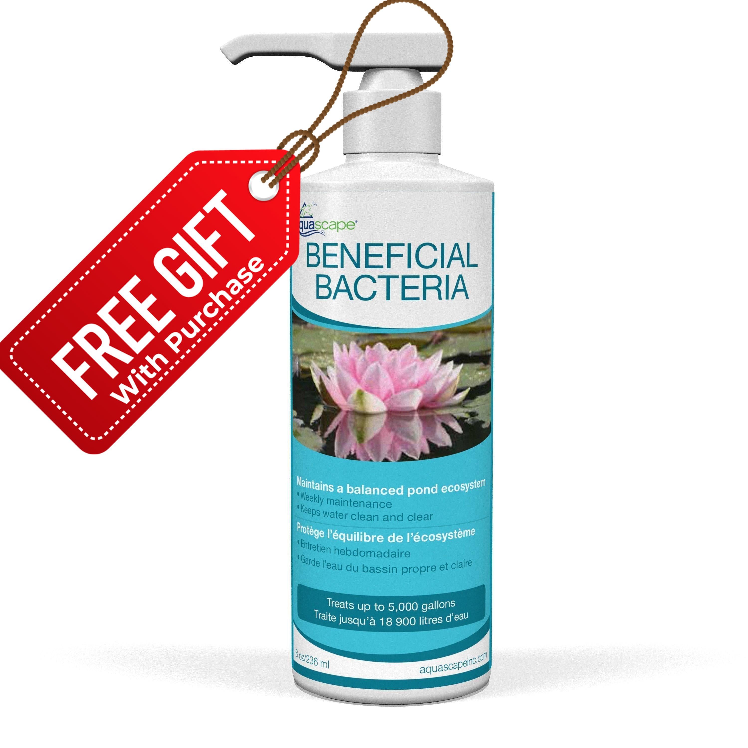 Bacteria beneficiosa