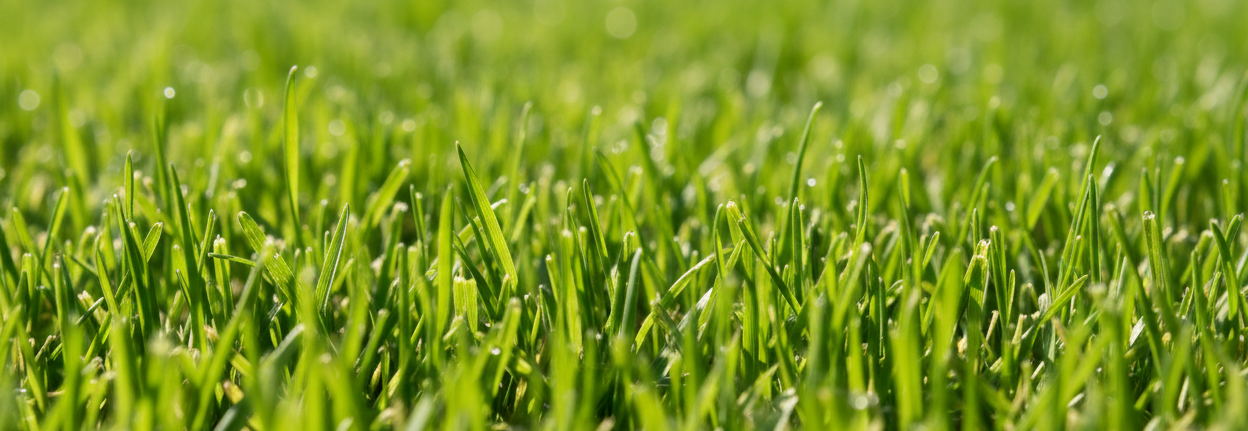 IFA