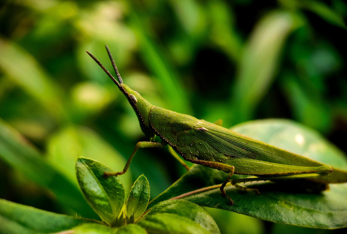 Green insect on a colorful leaf