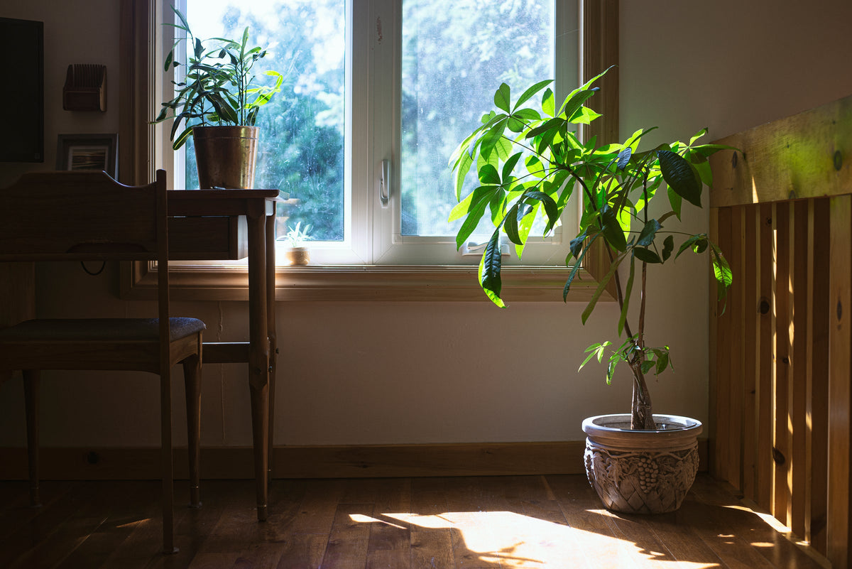 Houseplant in natural light