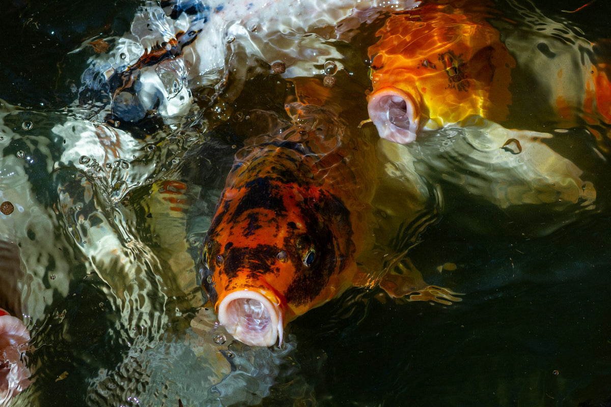 Koi fish in a garden pond