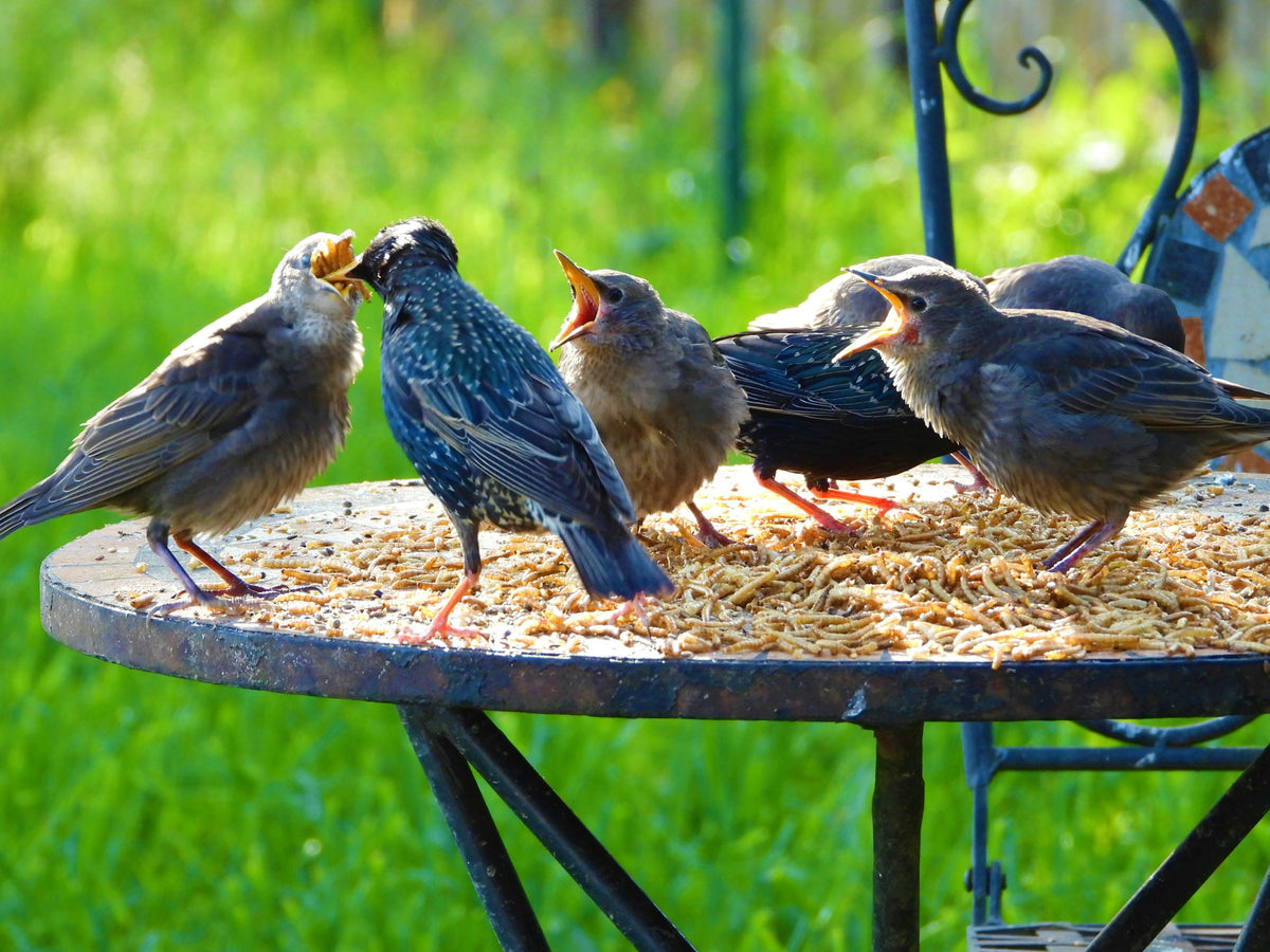 Birds gathered at a bird feeder