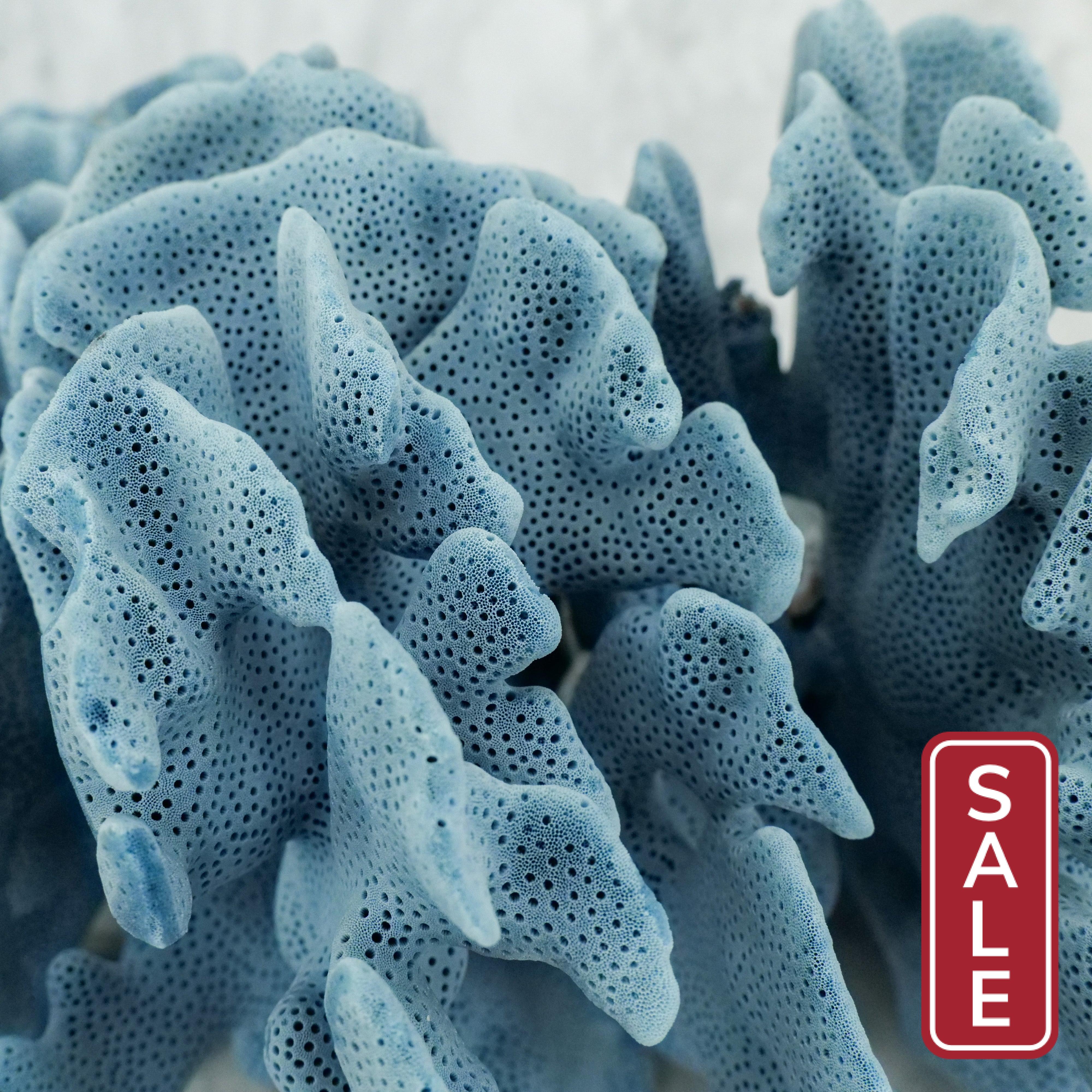 Blue Coral 10-12"