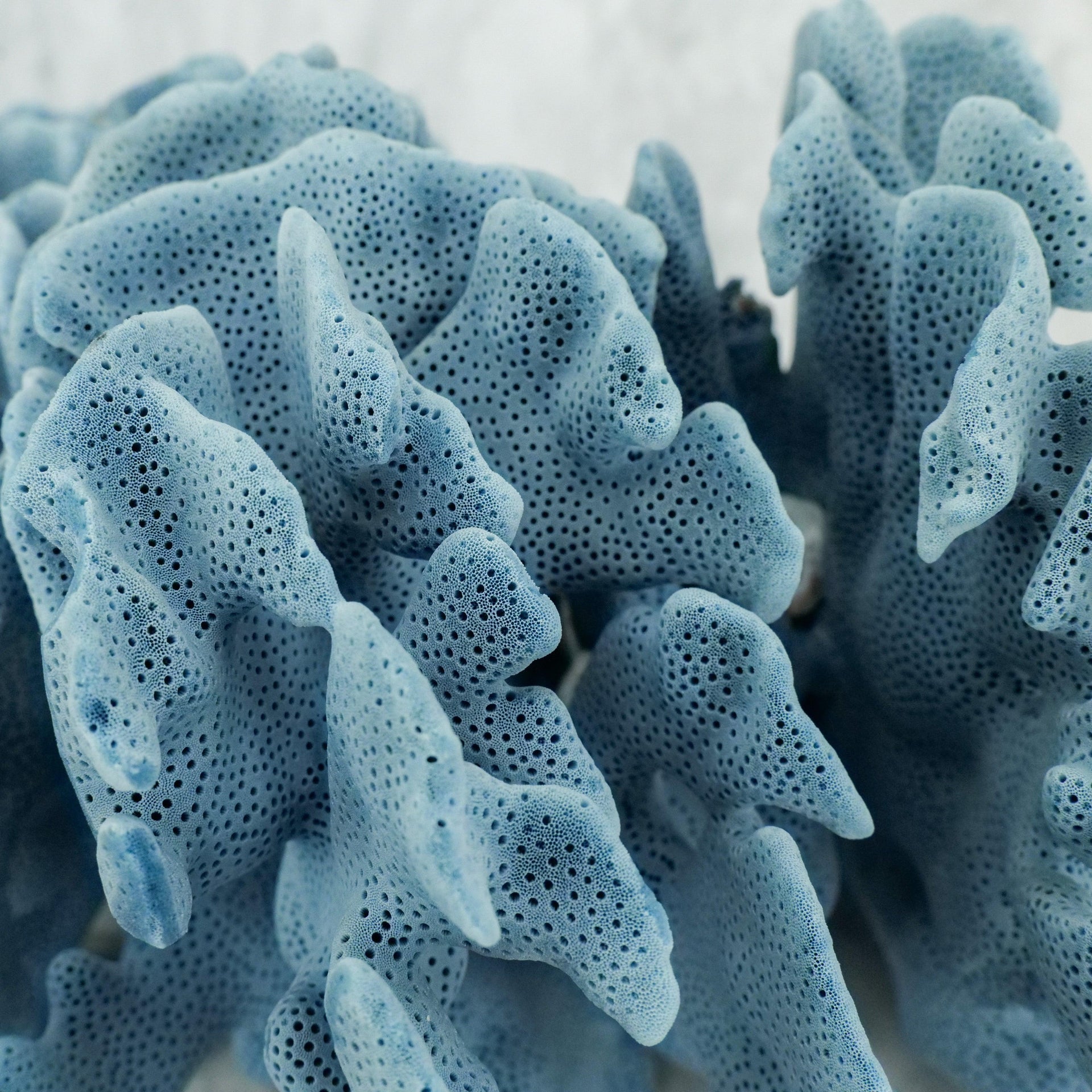 Blue Coral 10-12"