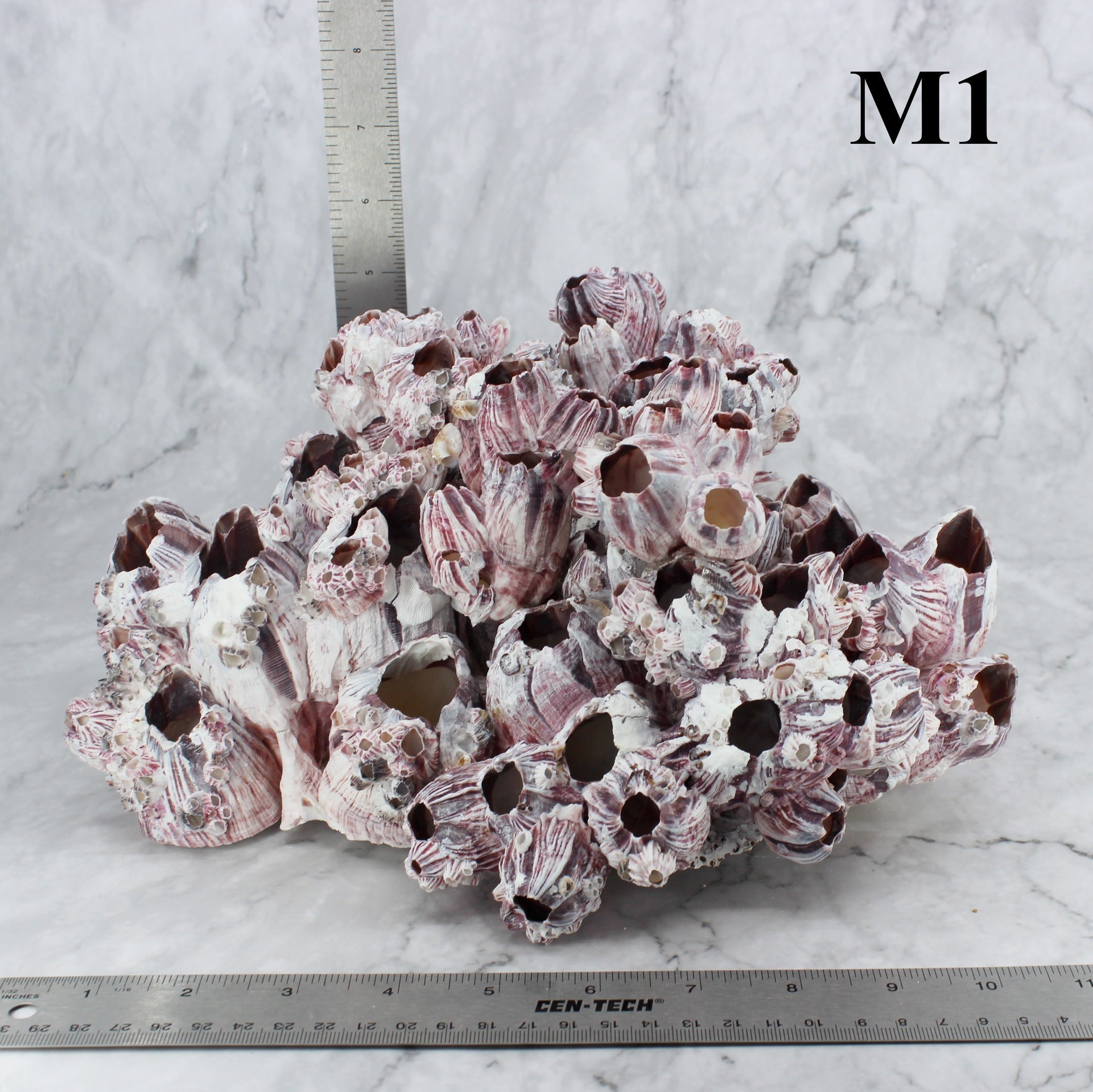 Percebes de 10 a 12 pulgadas