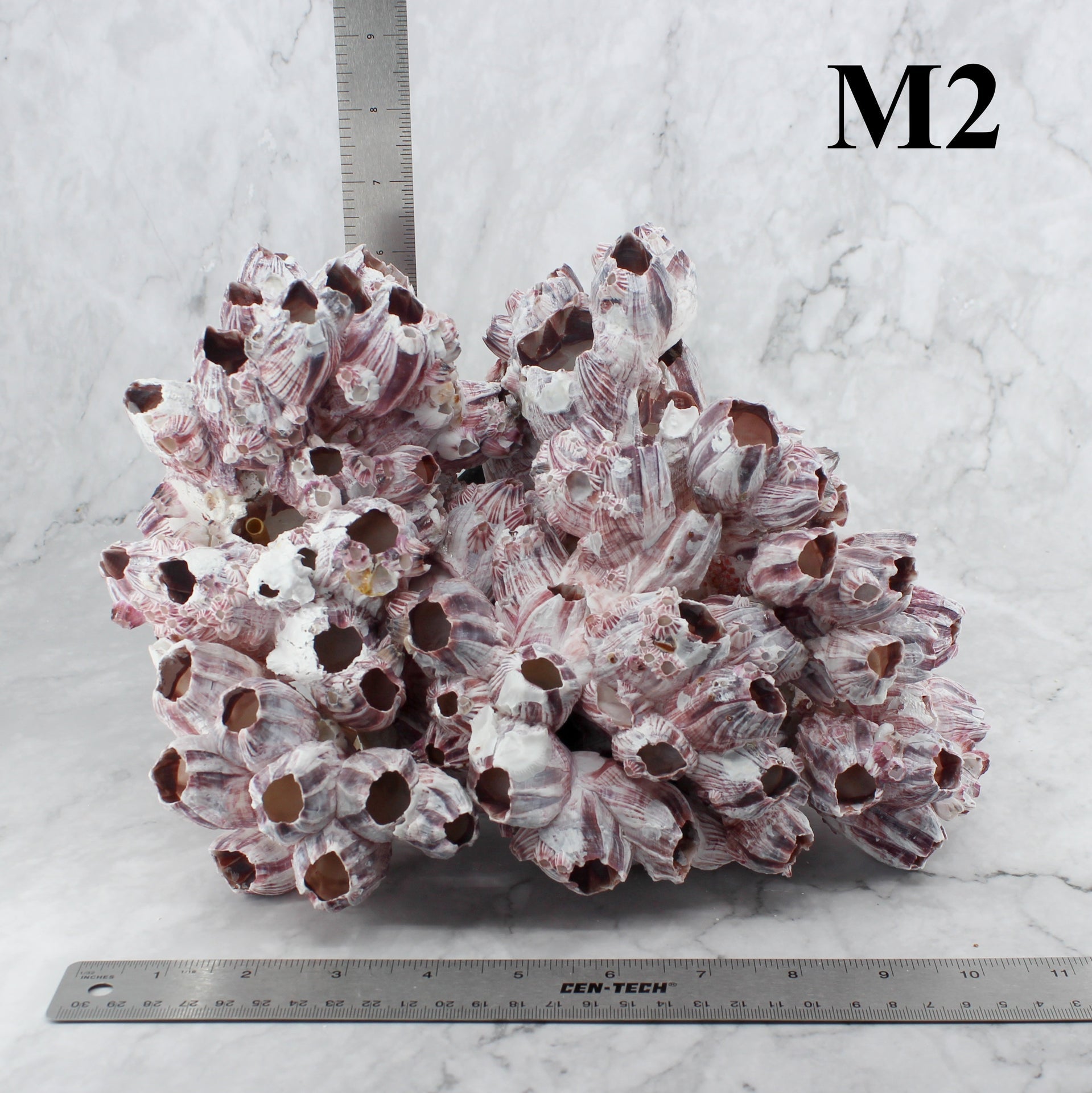 Percebes de 10 a 12 pulgadas