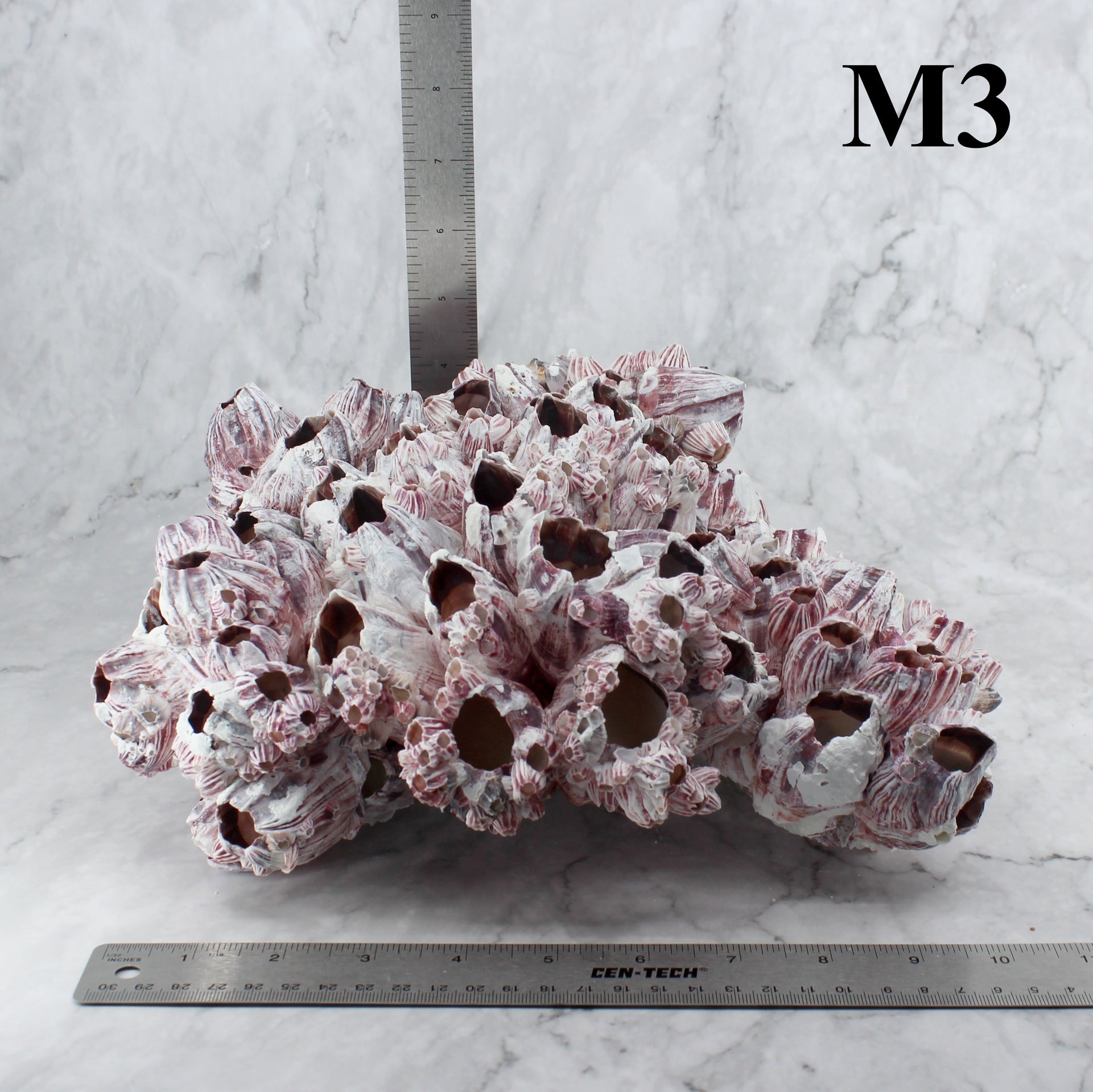 Percebes de 10 a 12 pulgadas