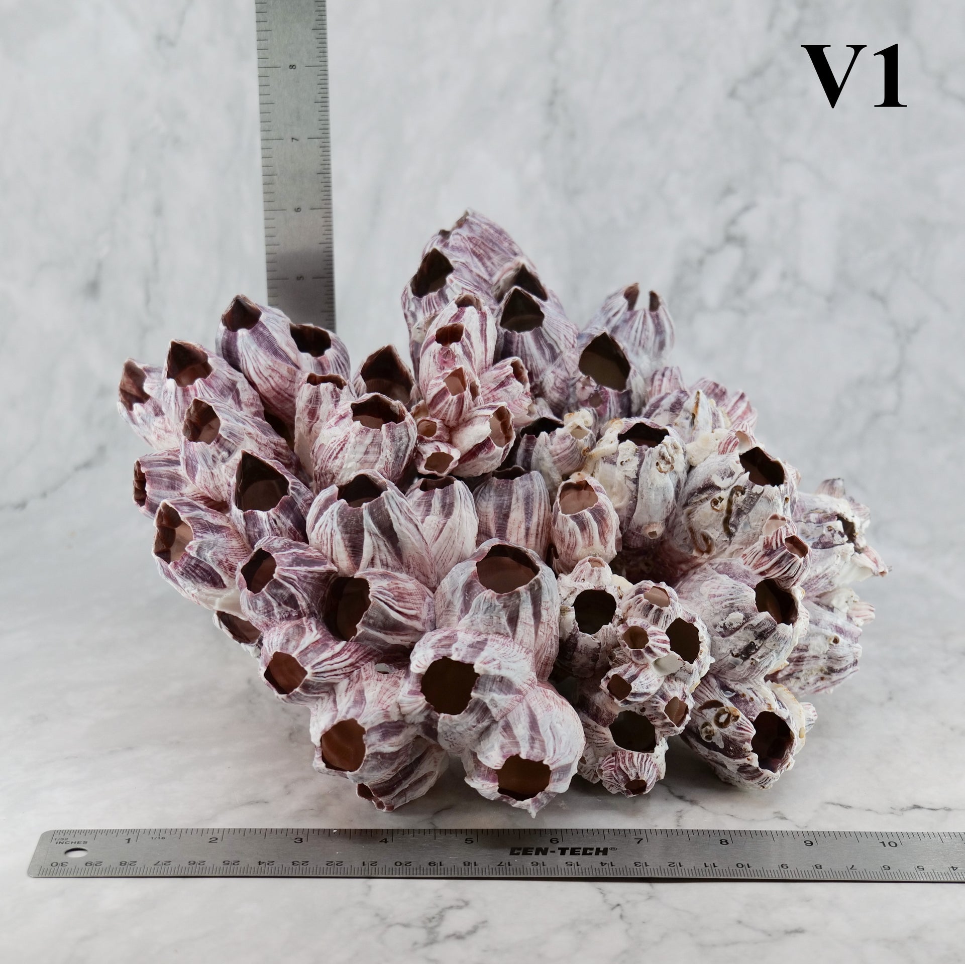 Percebes de 10 a 12 pulgadas