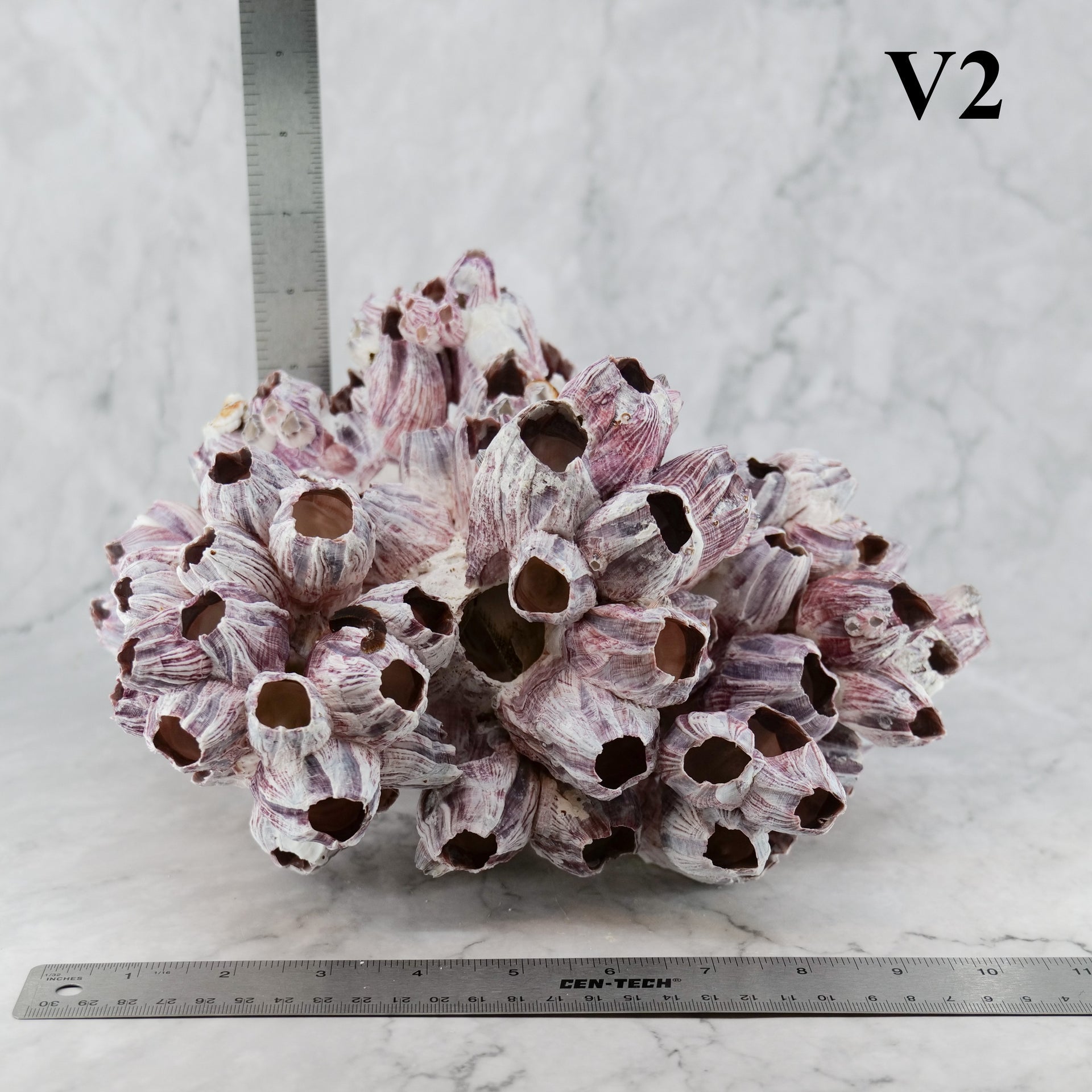 Percebes de 10 a 12 pulgadas