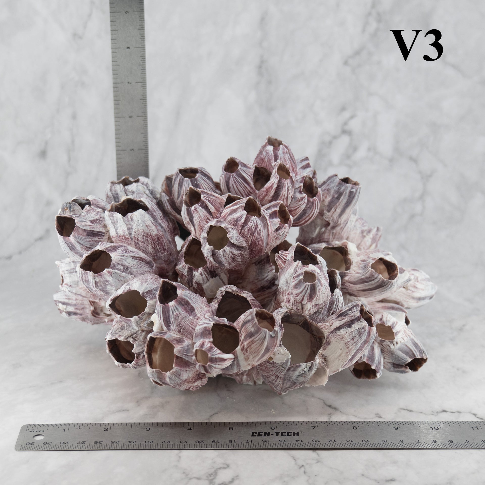 Percebes de 10 a 12 pulgadas