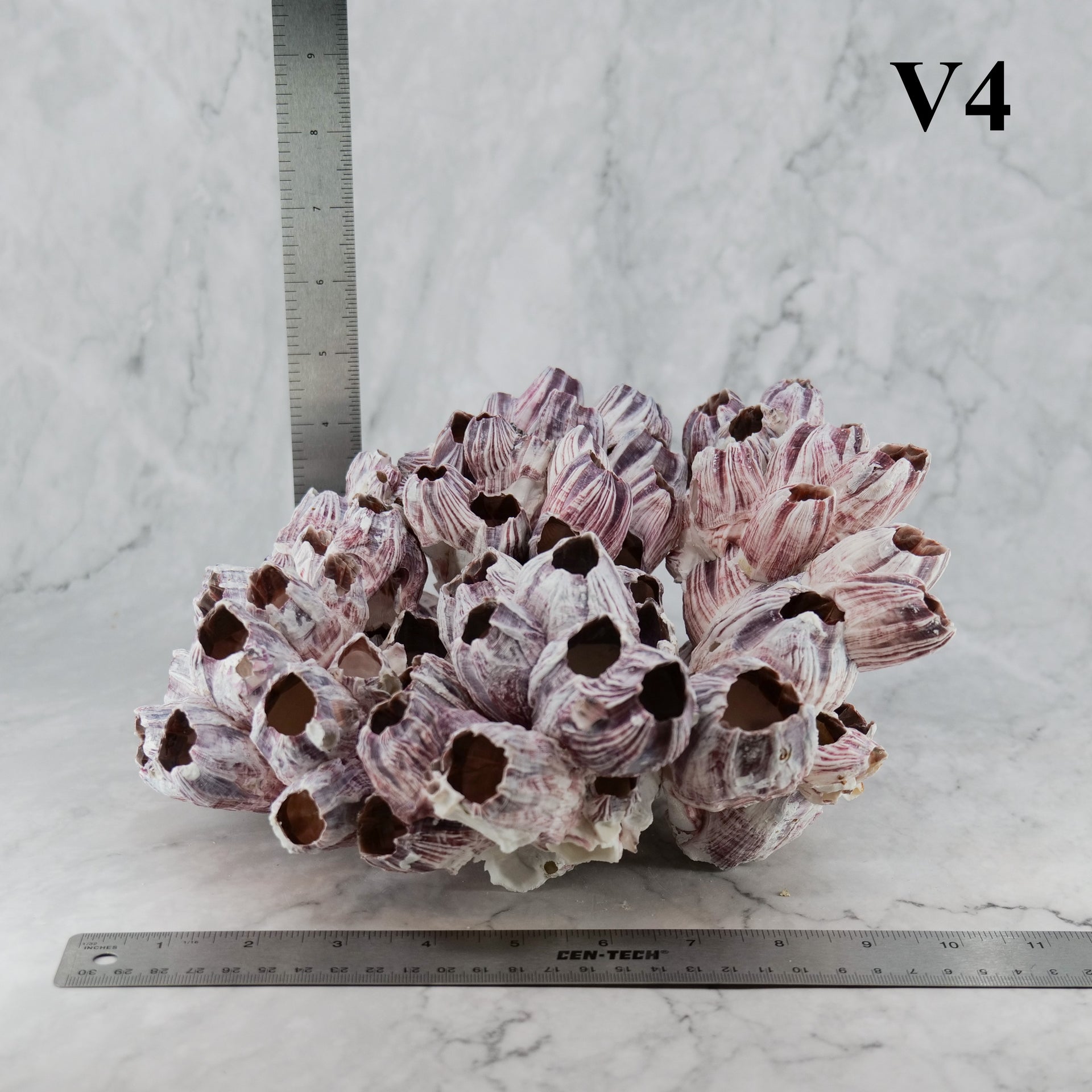 Percebes de 10 a 12 pulgadas
