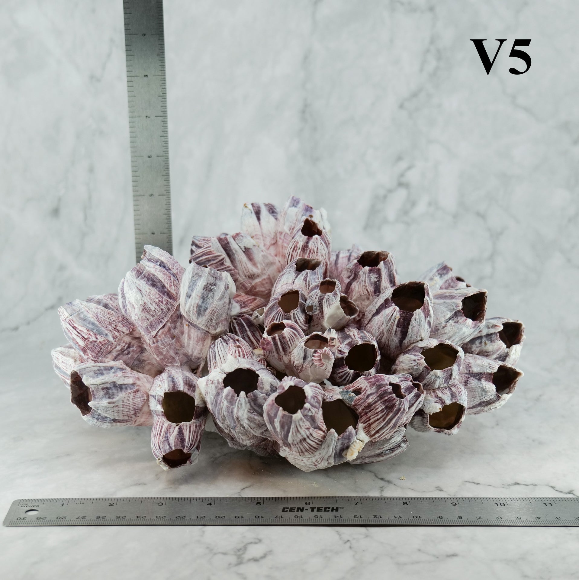 Percebes de 10 a 12 pulgadas