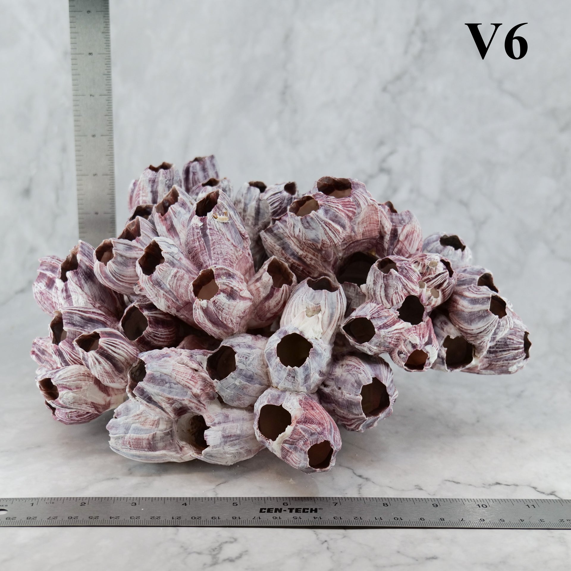 Percebes de 10 a 12 pulgadas