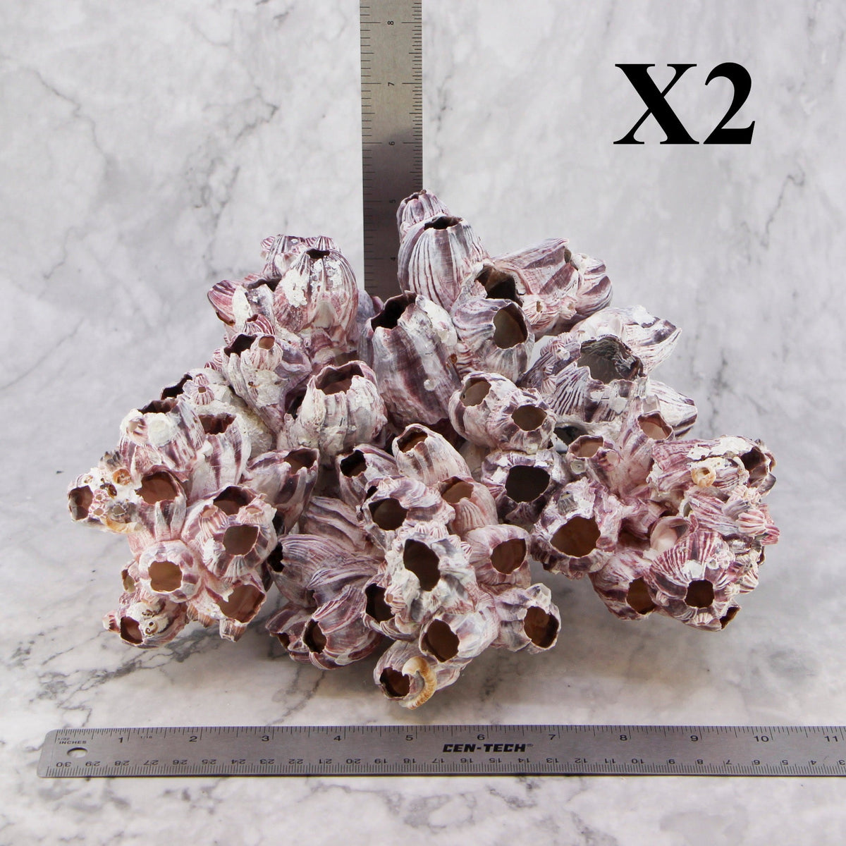 Barnacles 10-12"