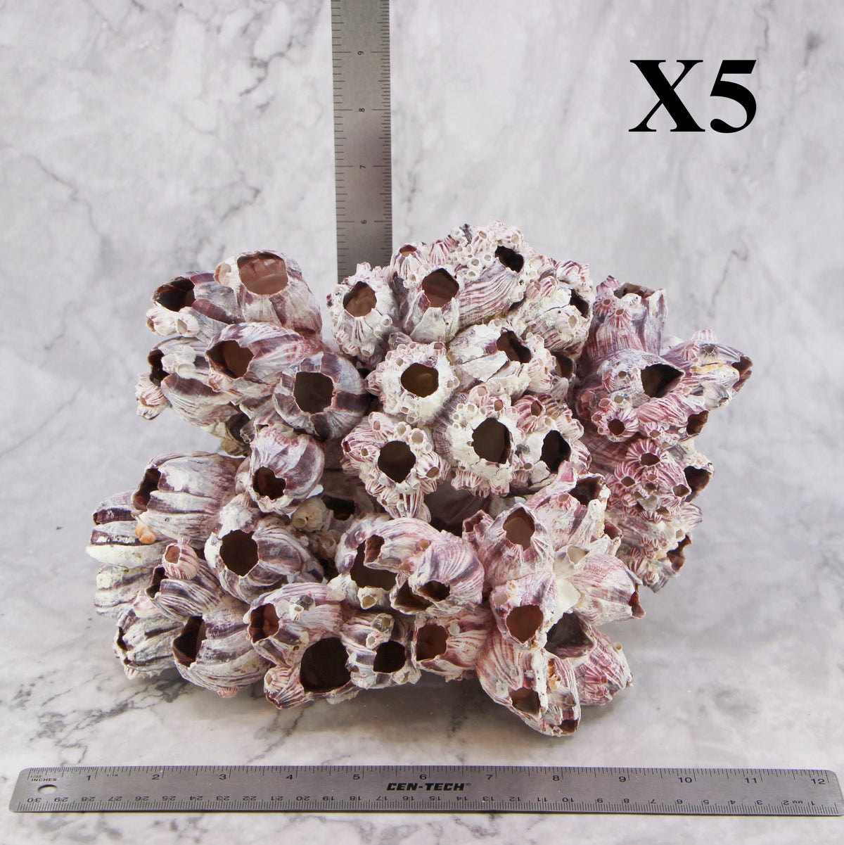 Barnacles 10-12"