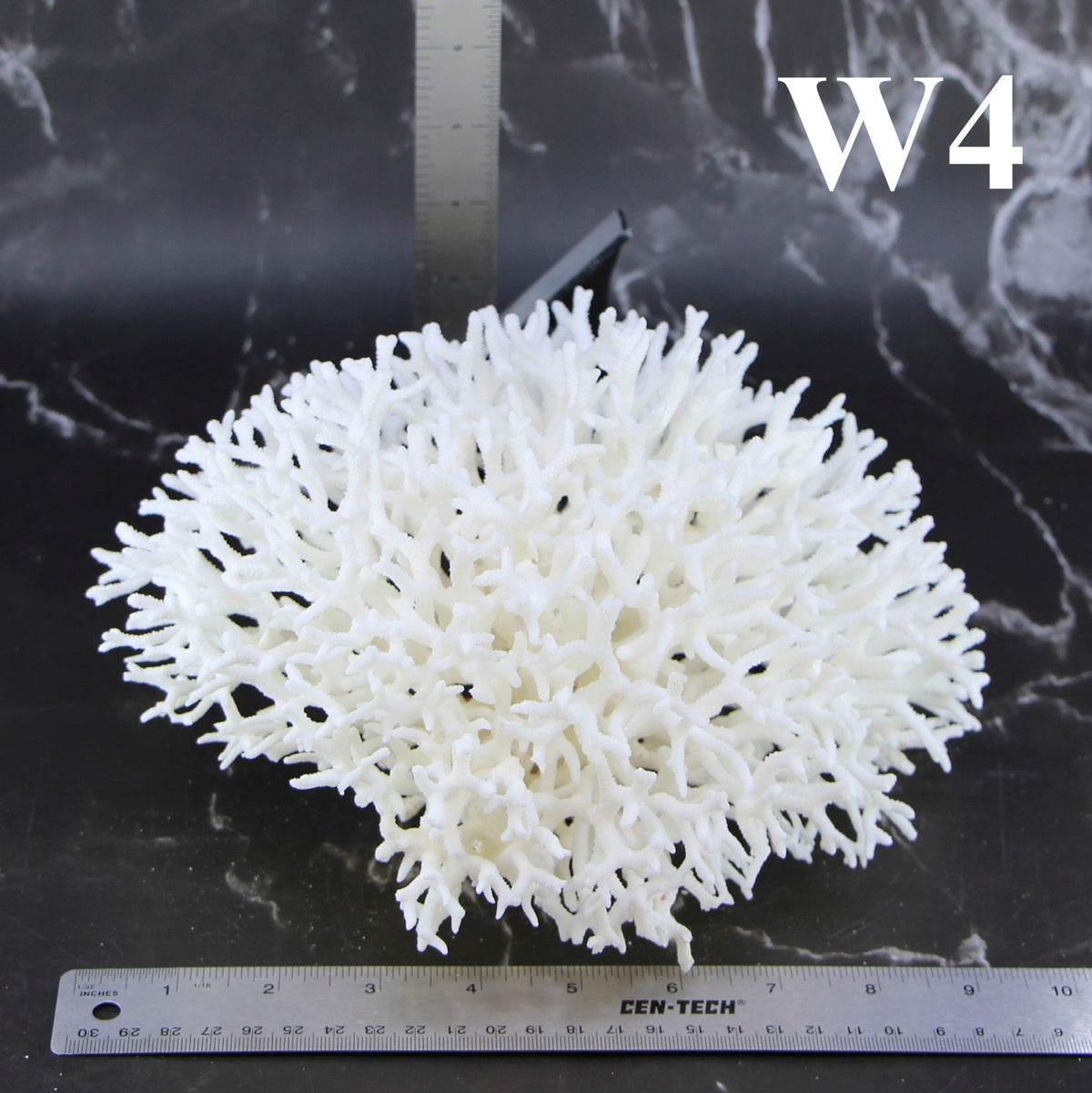 Birdsnest Coral 10-12"