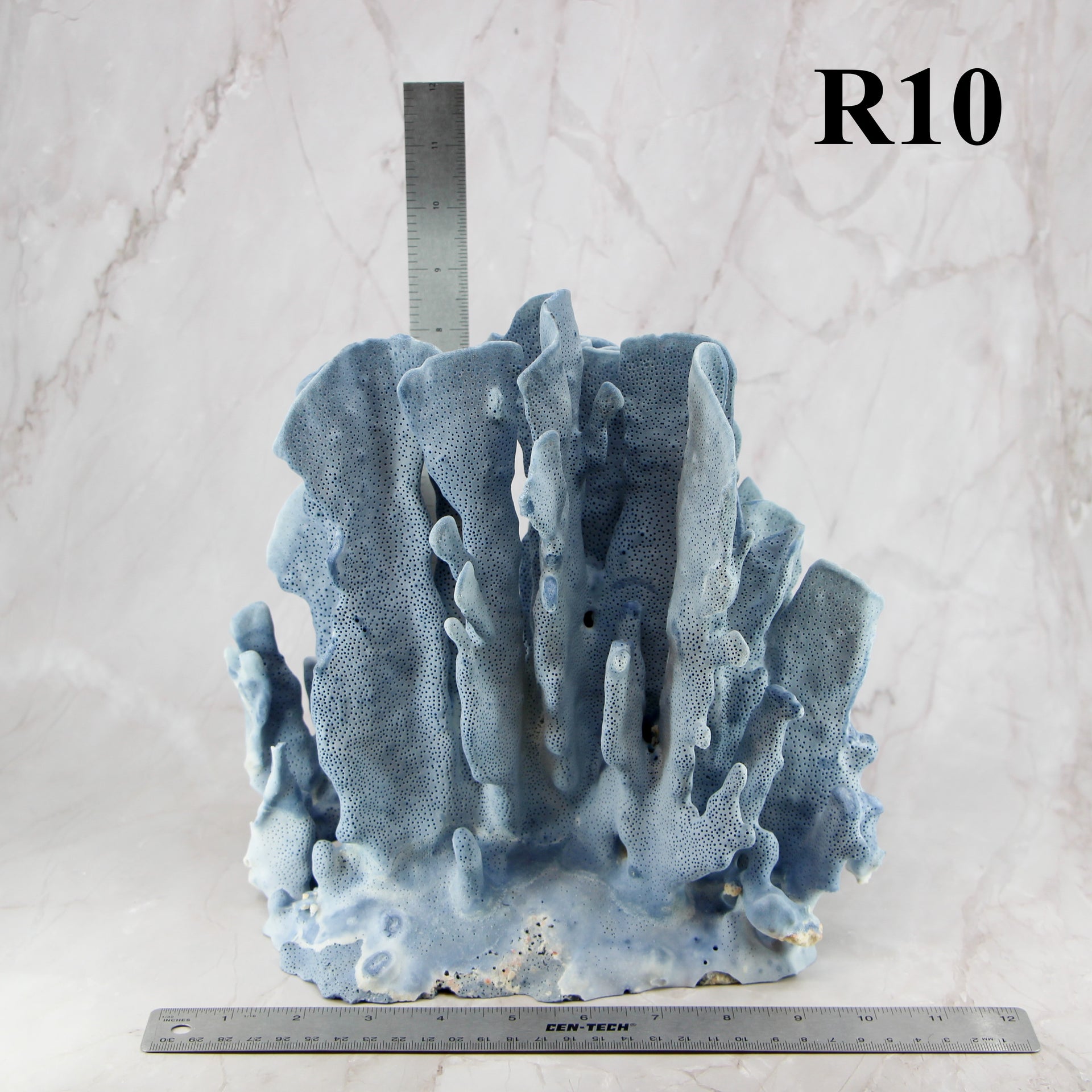 Coral azul 10-12"