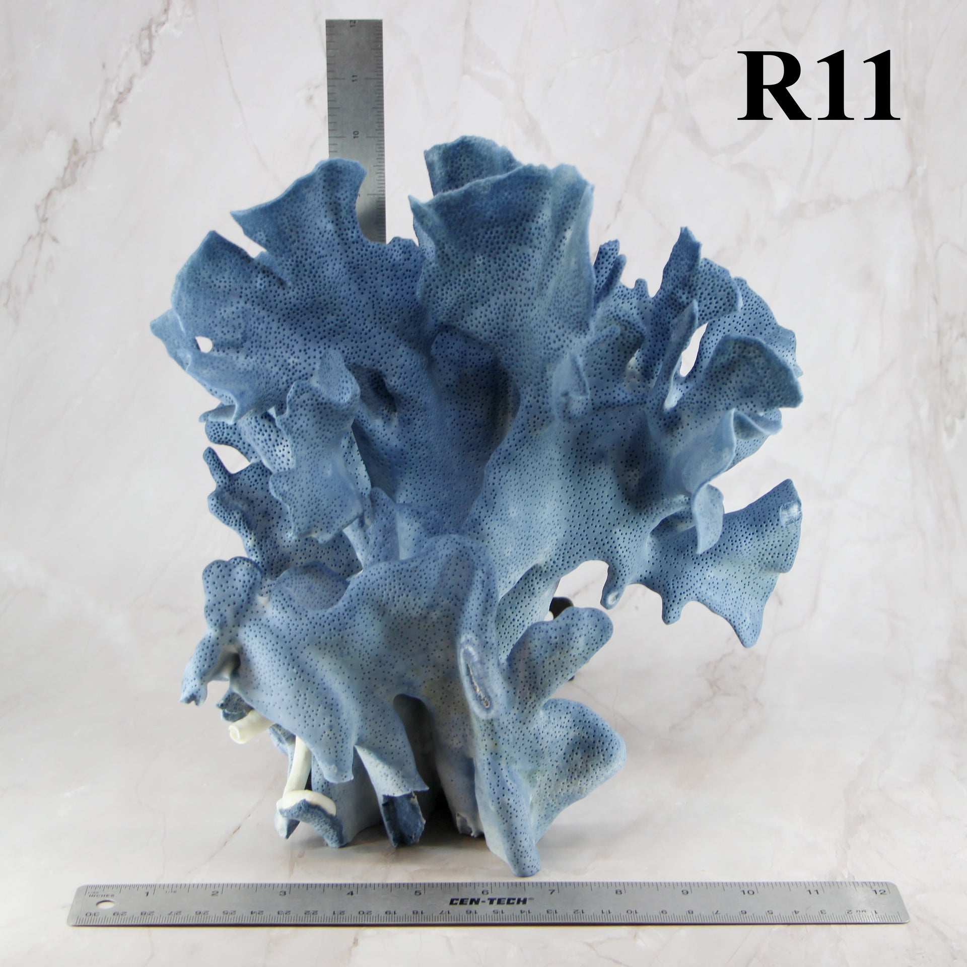 Coral azul 10-12"