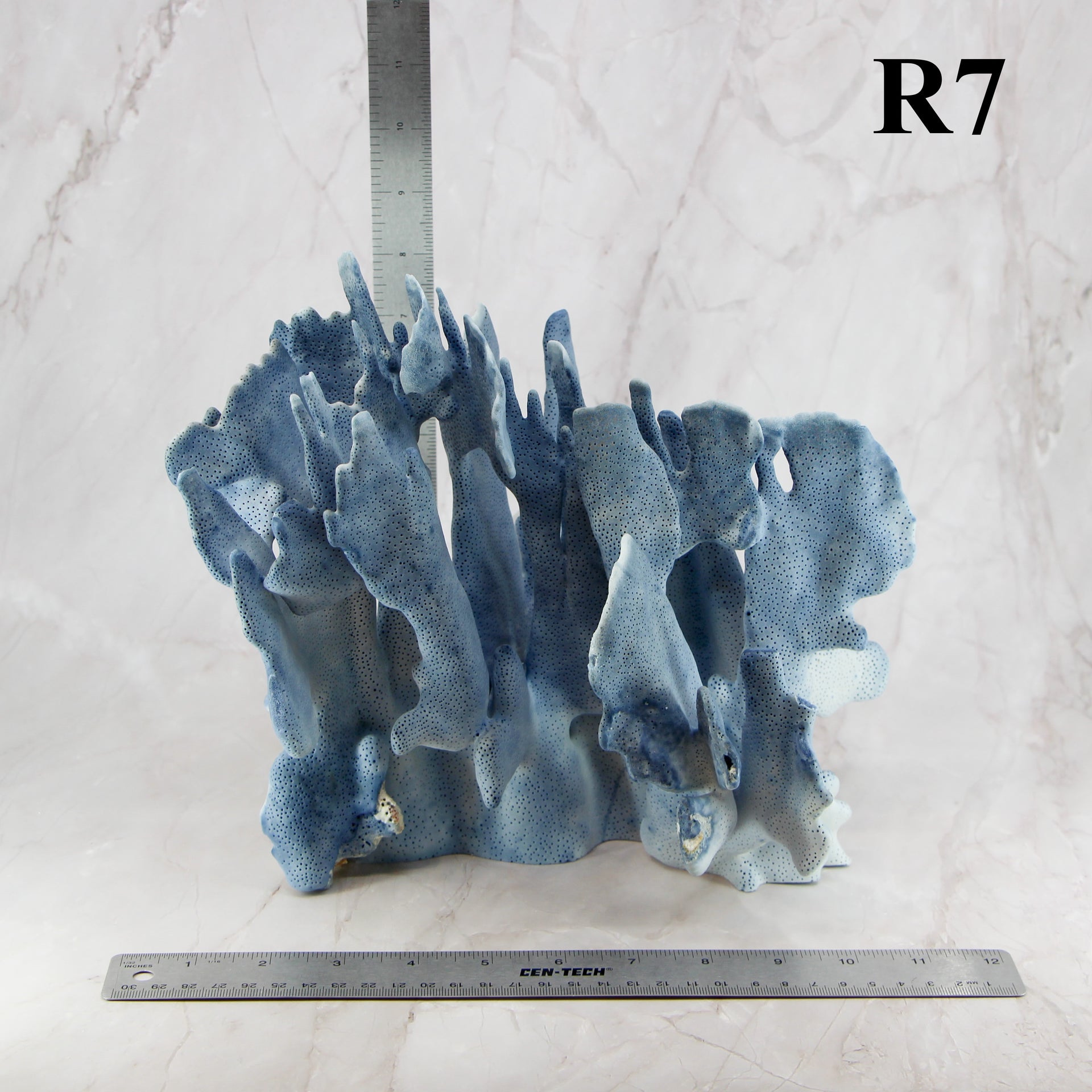 Coral azul 10-12"