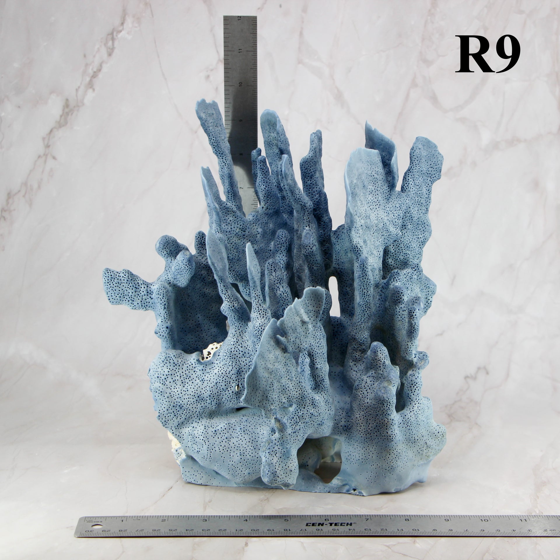 Coral azul 10-12"