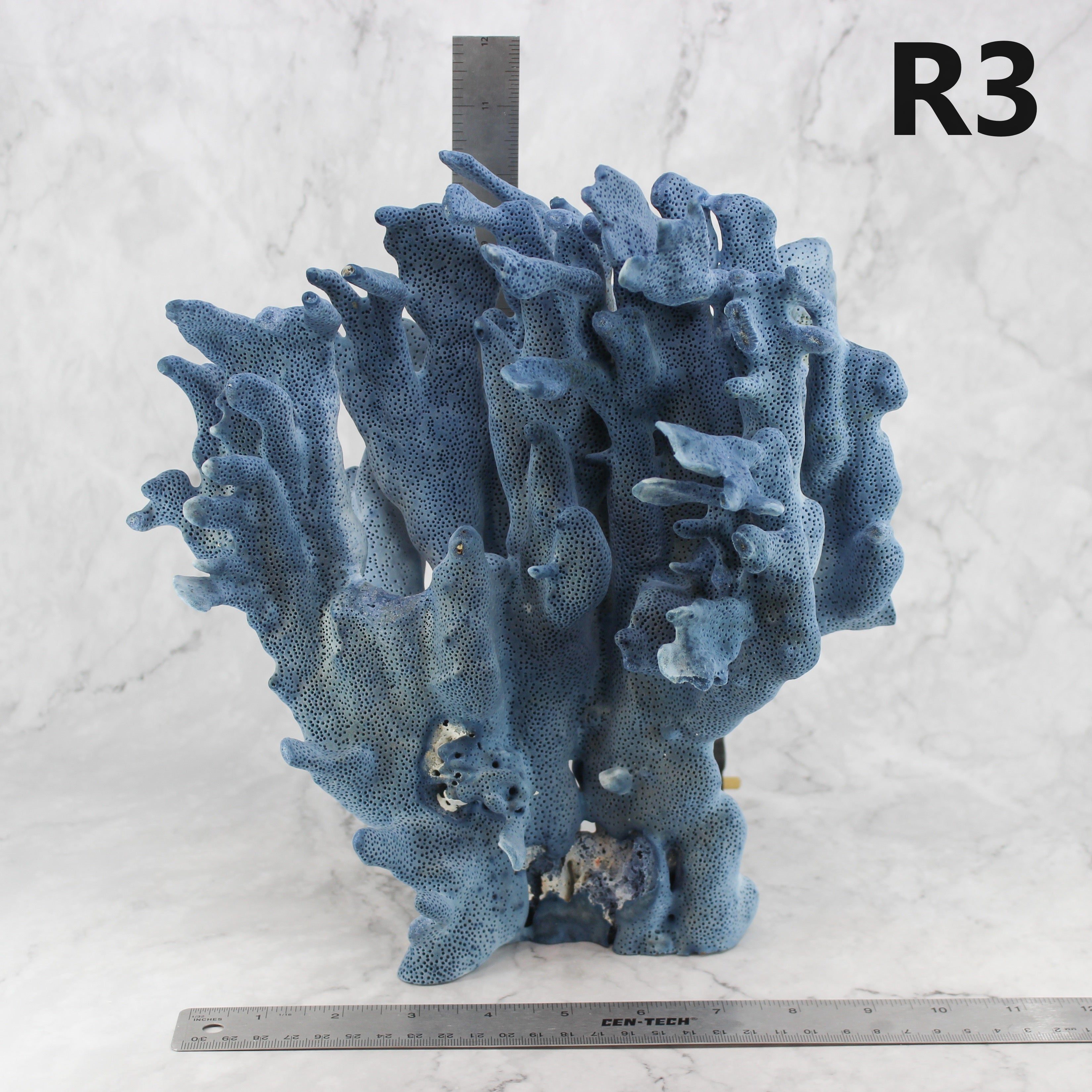 Blue Coral 10-12"