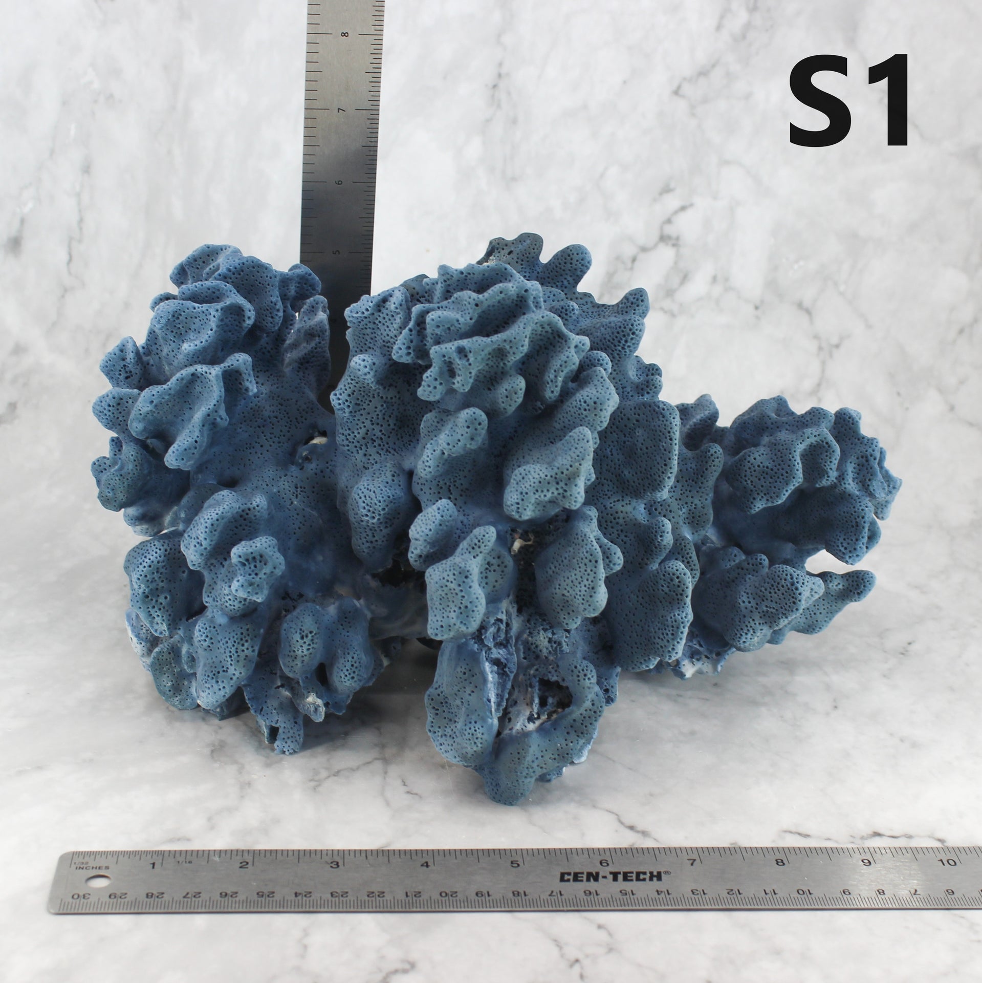 Blue Coral 10-12"