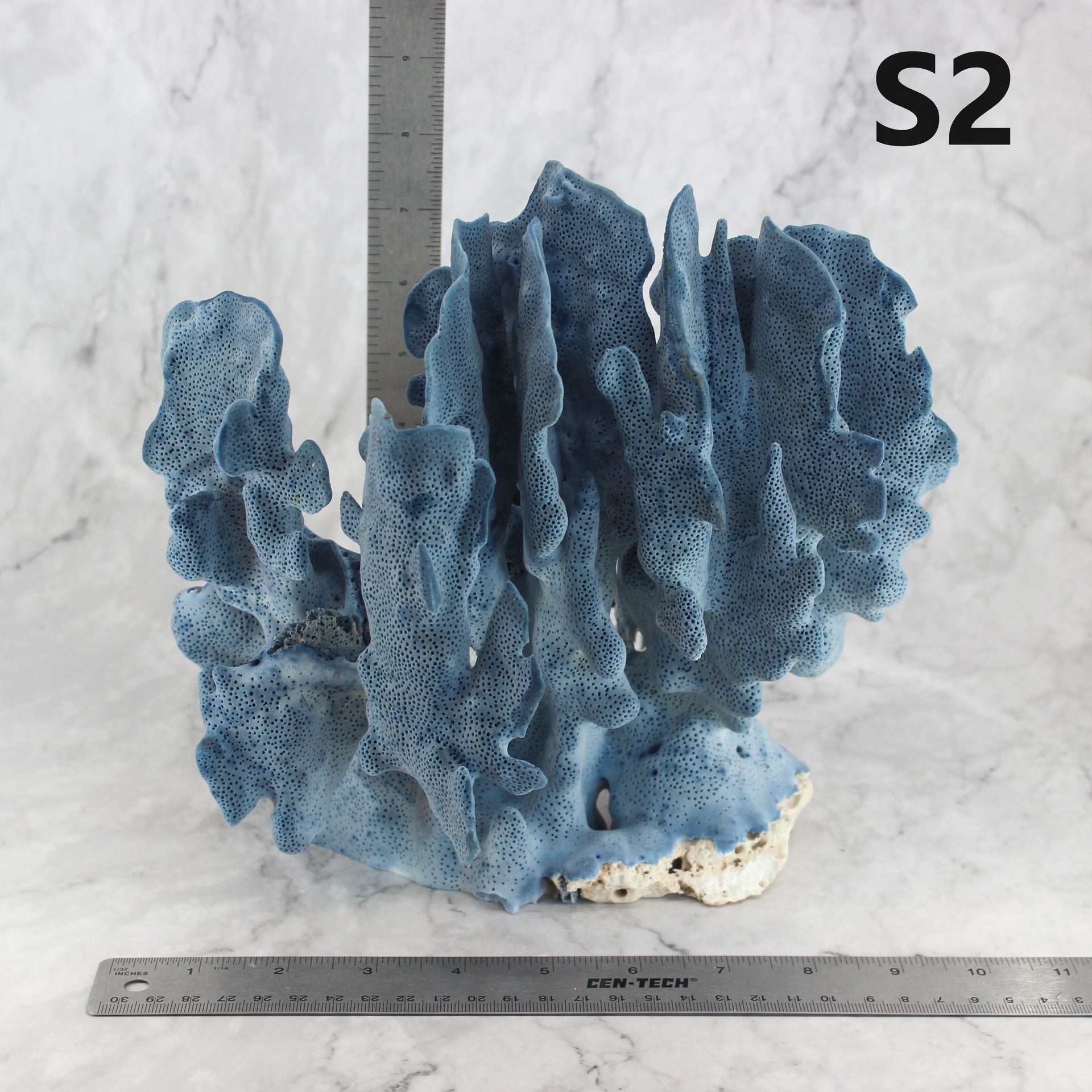 Blue Coral 10-12"