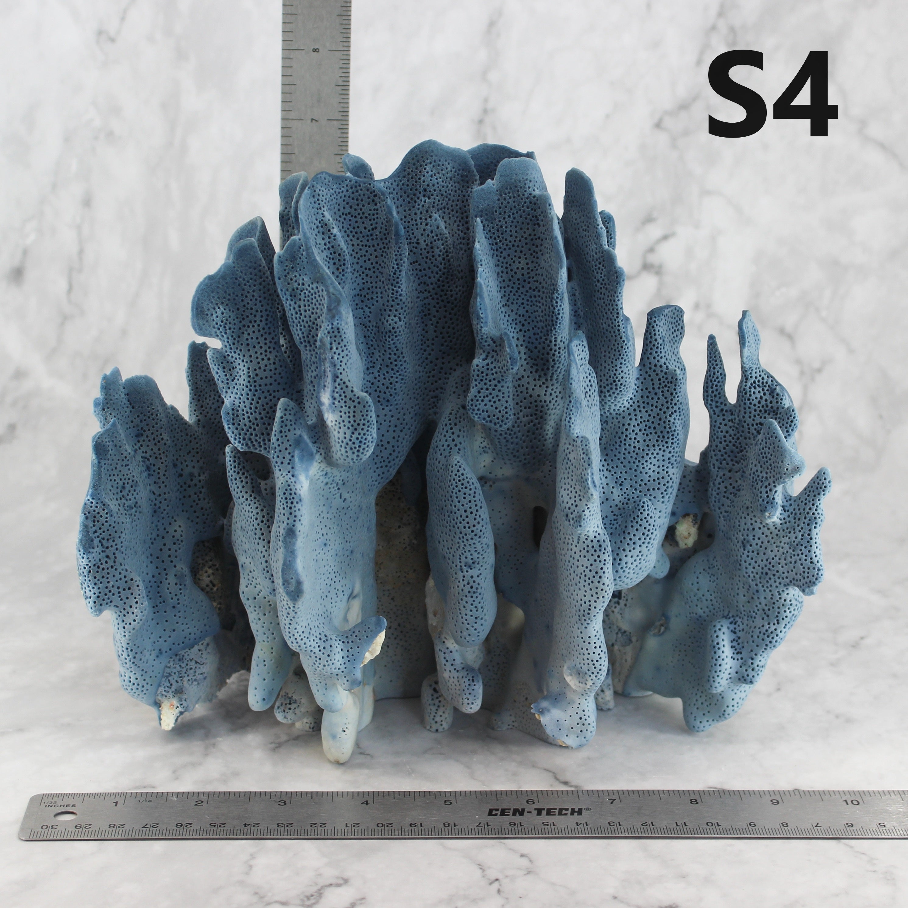 Blue Coral 10-12"