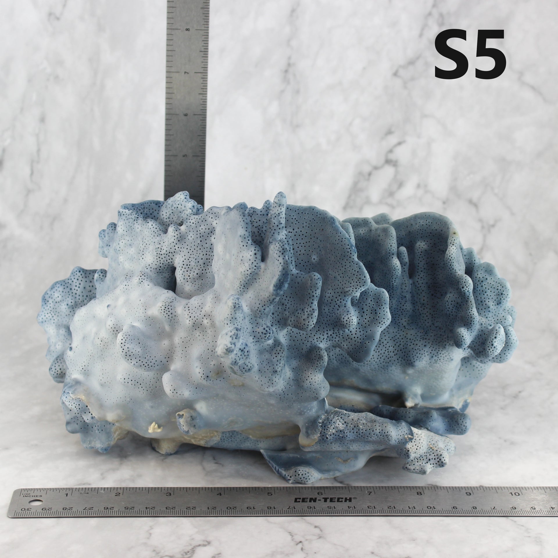 Coral azul 10-12"