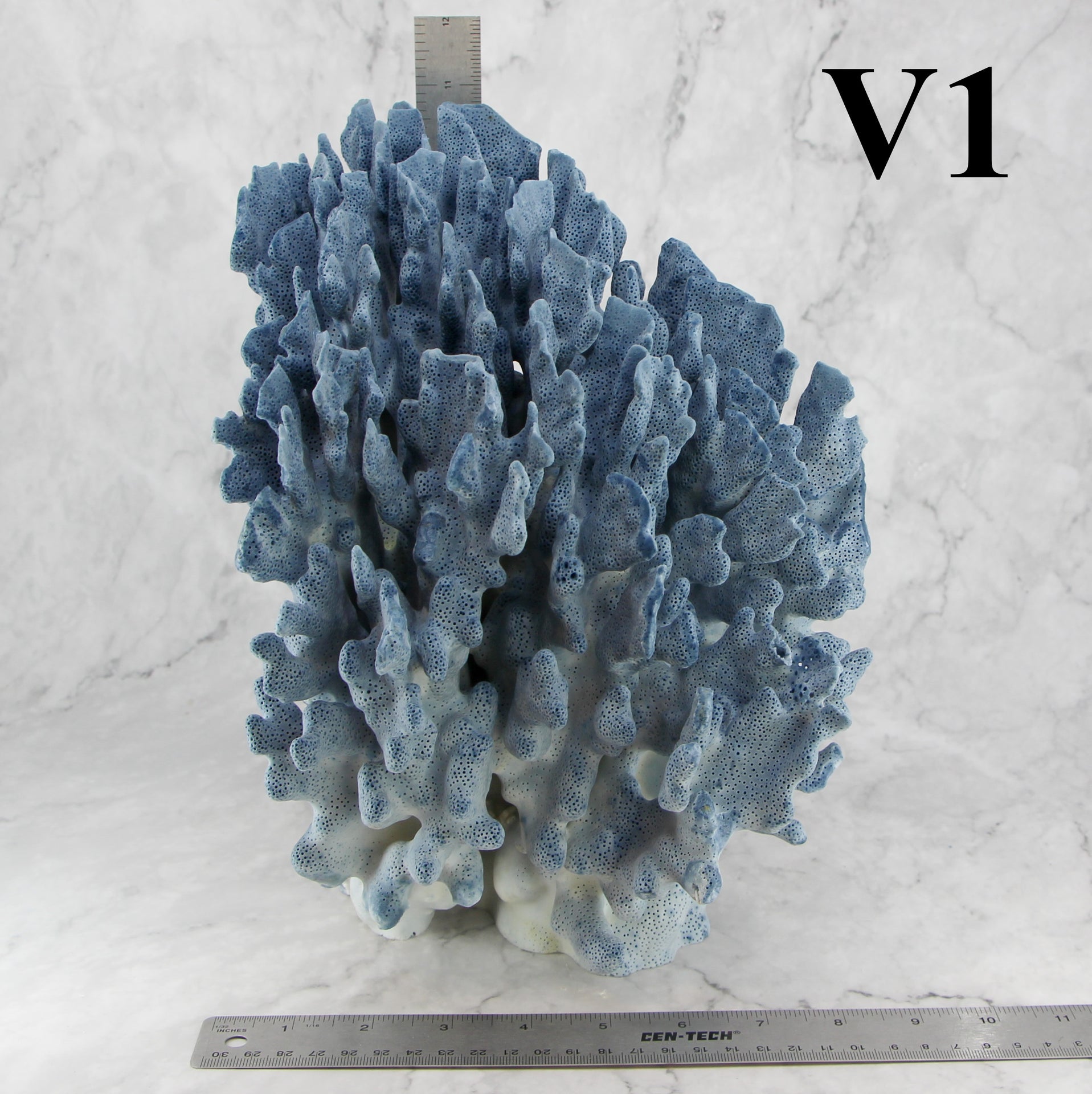 Coral azul 10-12"