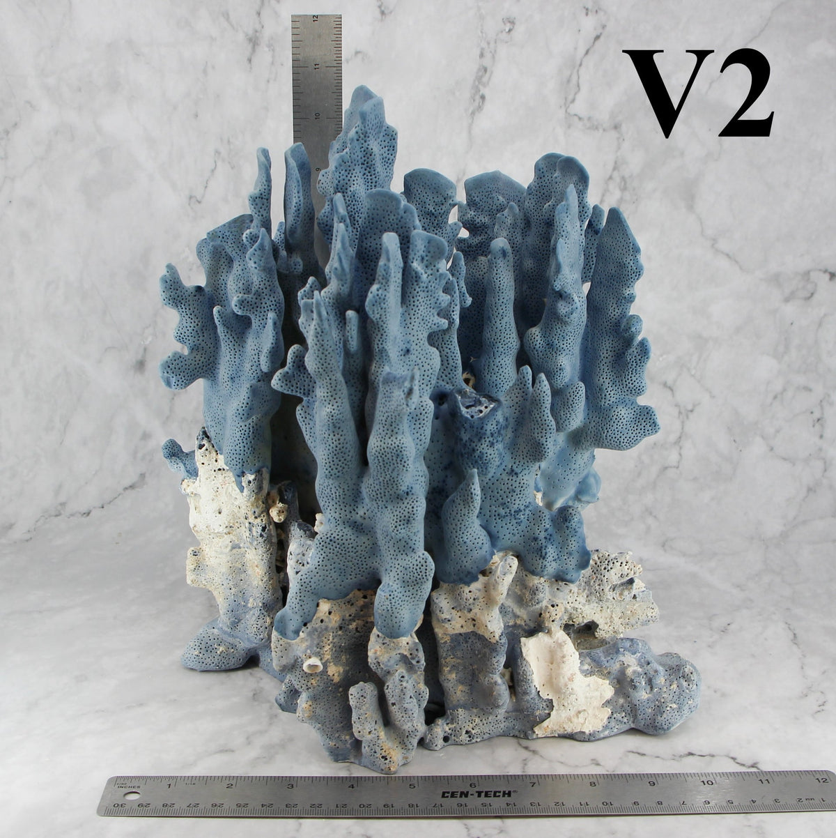 Coral azul 10-12"