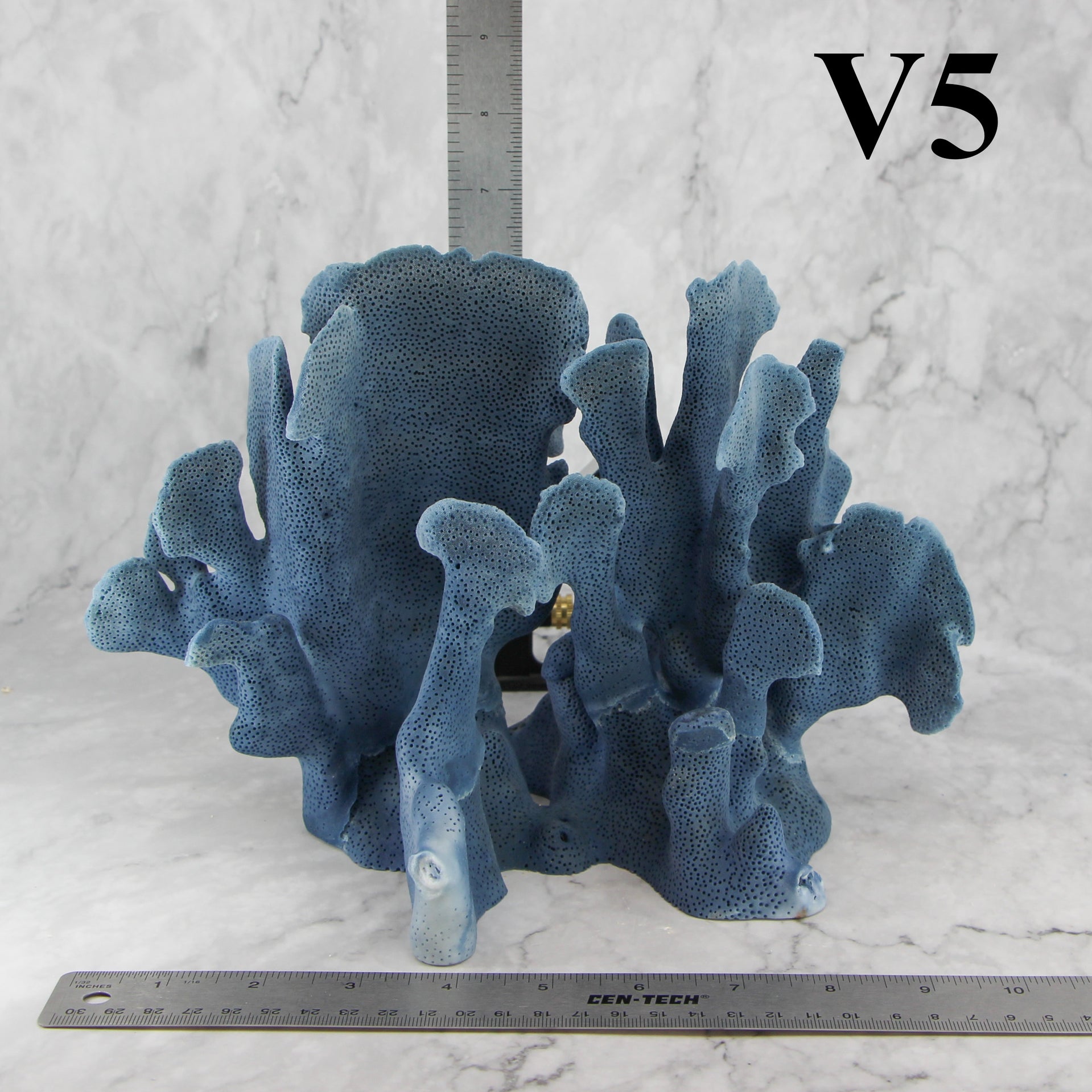 Coral azul 10-12"