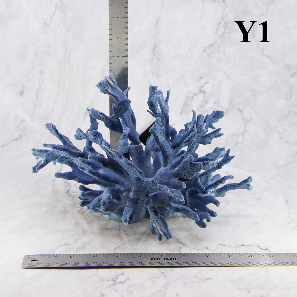 Coral azul 10-12"