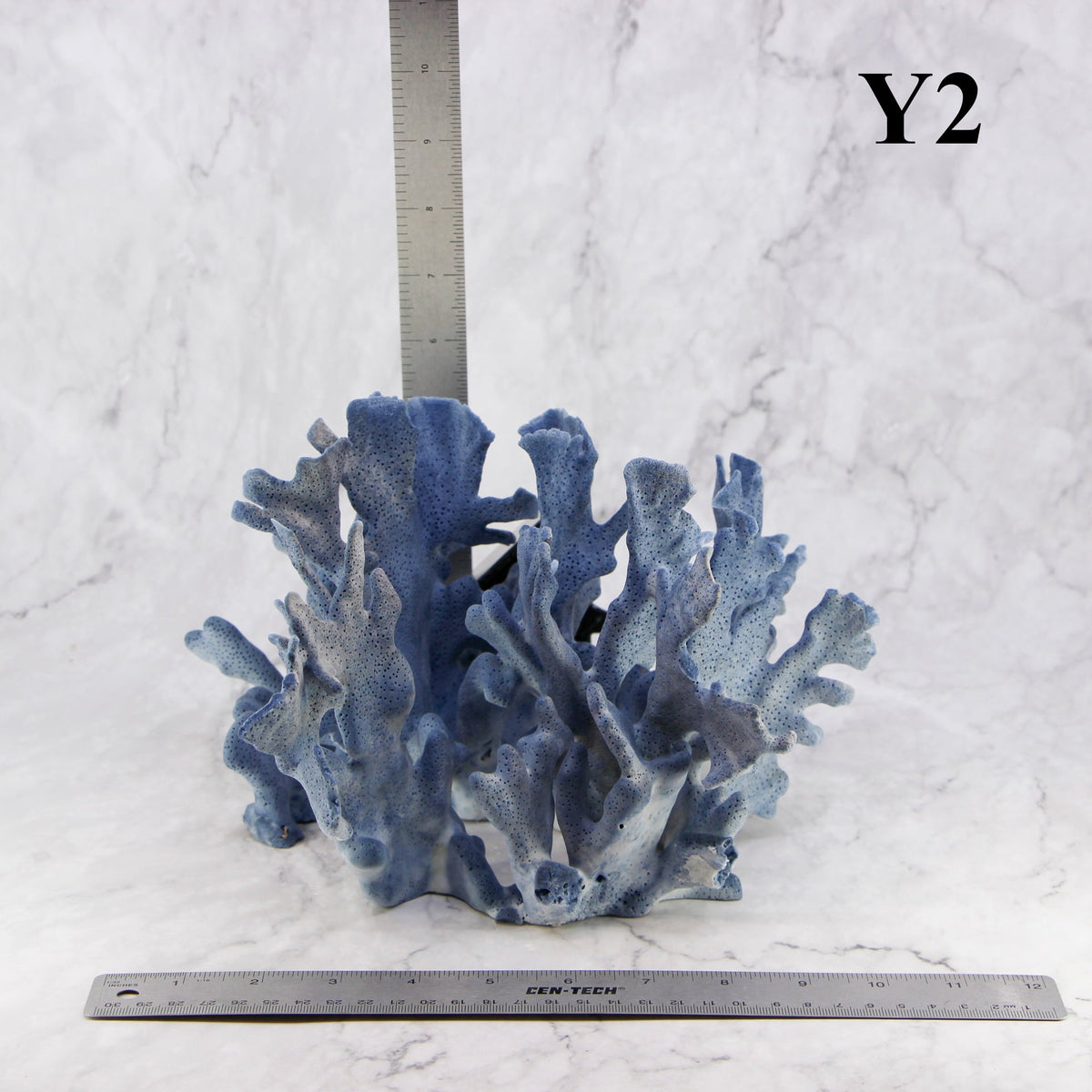 Coral azul 10-12"