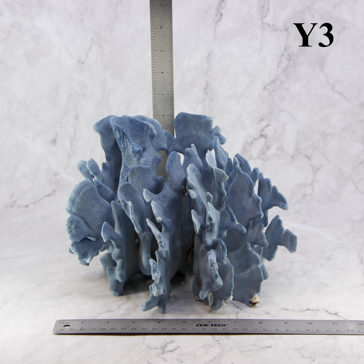 Coral azul 10-12"