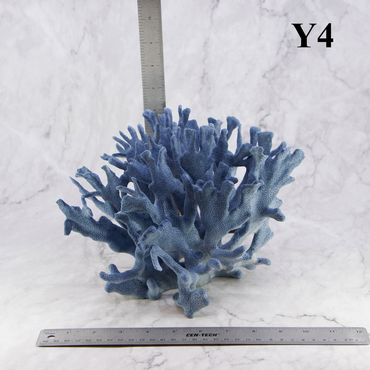 Coral azul 10-12"