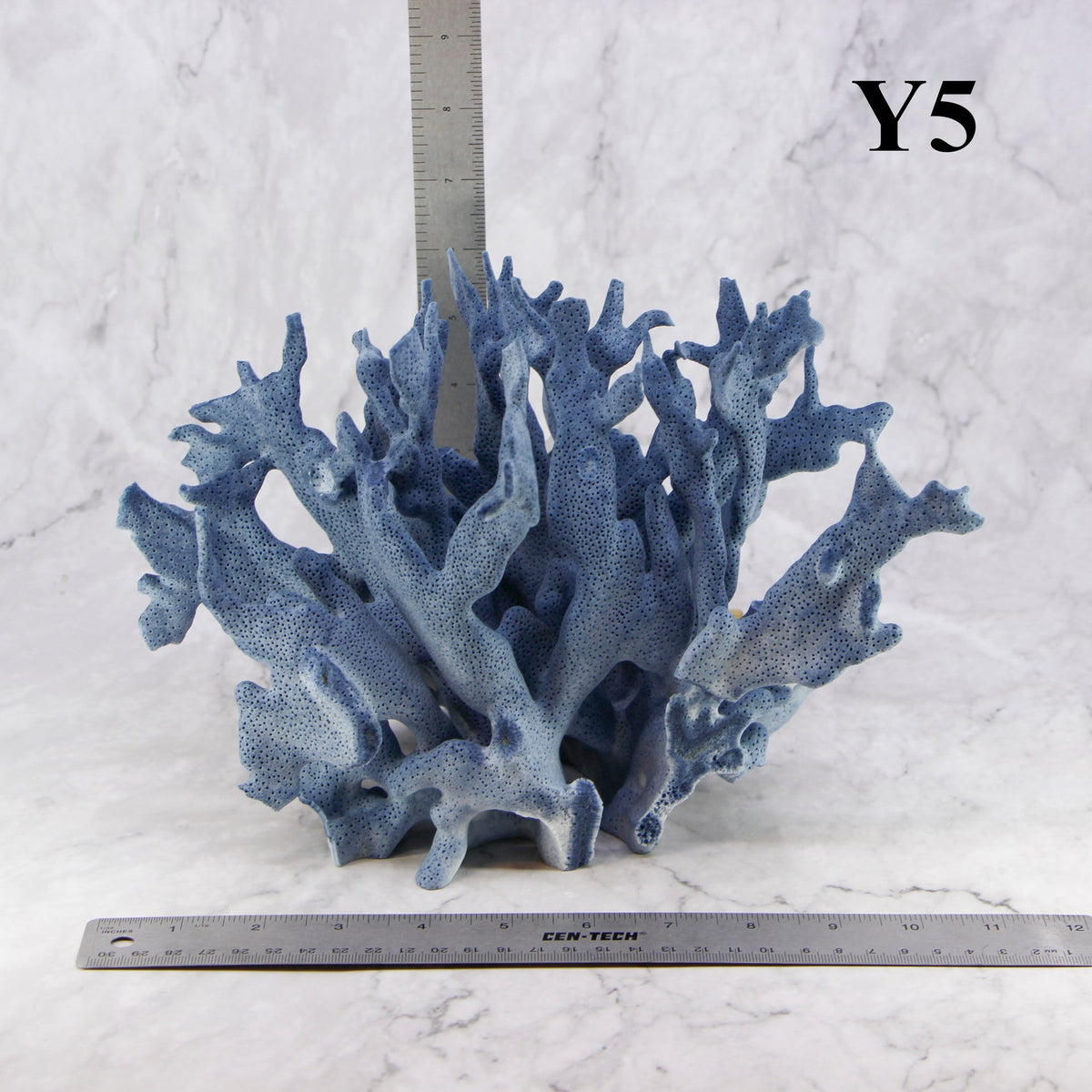 Coral azul 10-12"