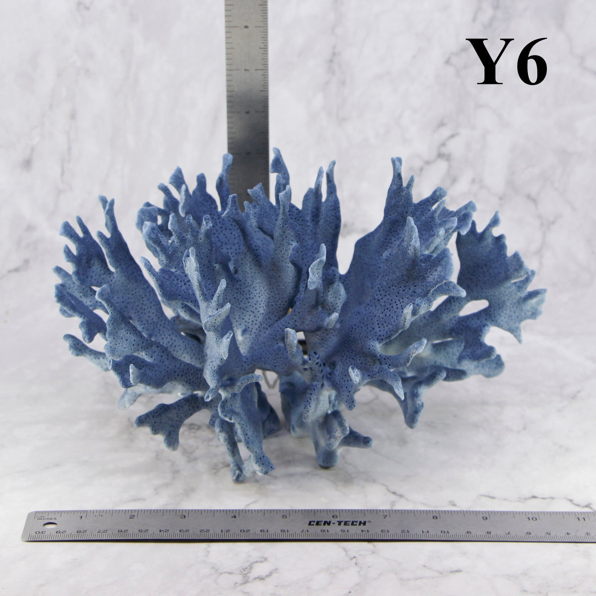 Coral azul 10-12"