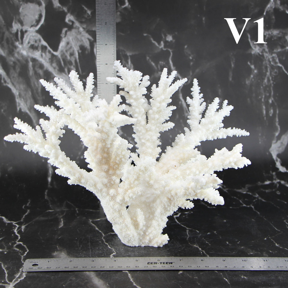 Branch Coral 10-12"