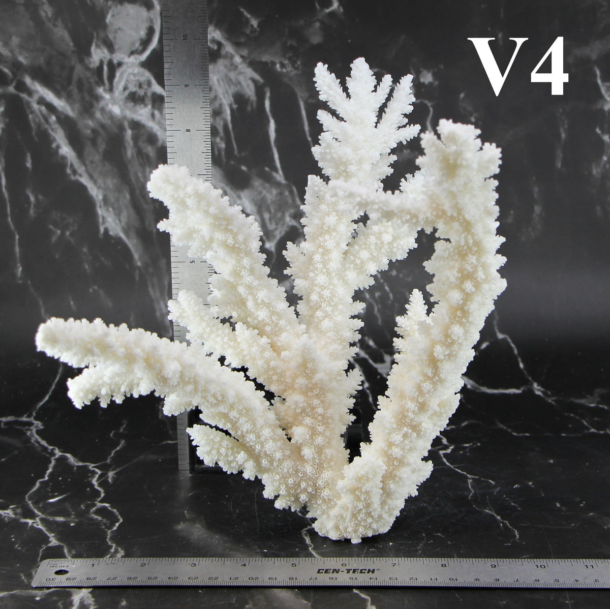 Branch Coral 10-12"