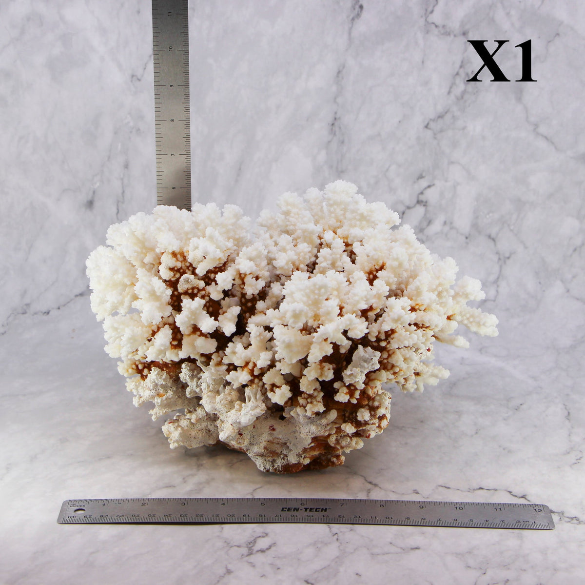 Brownstem Coral 10-12"