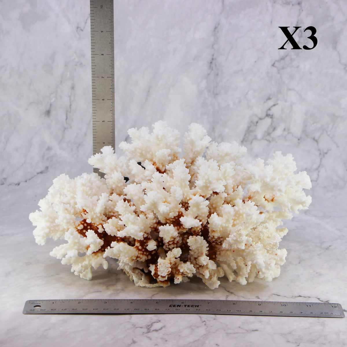 Brownstem Coral 10-12"