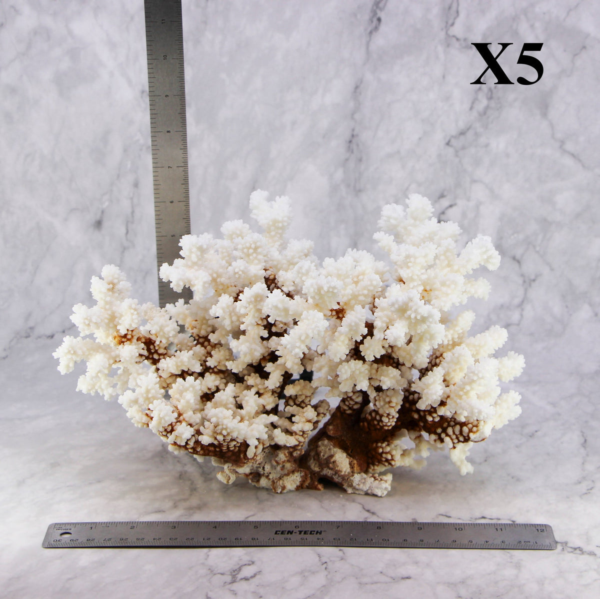 Brownstem Coral 10-12"