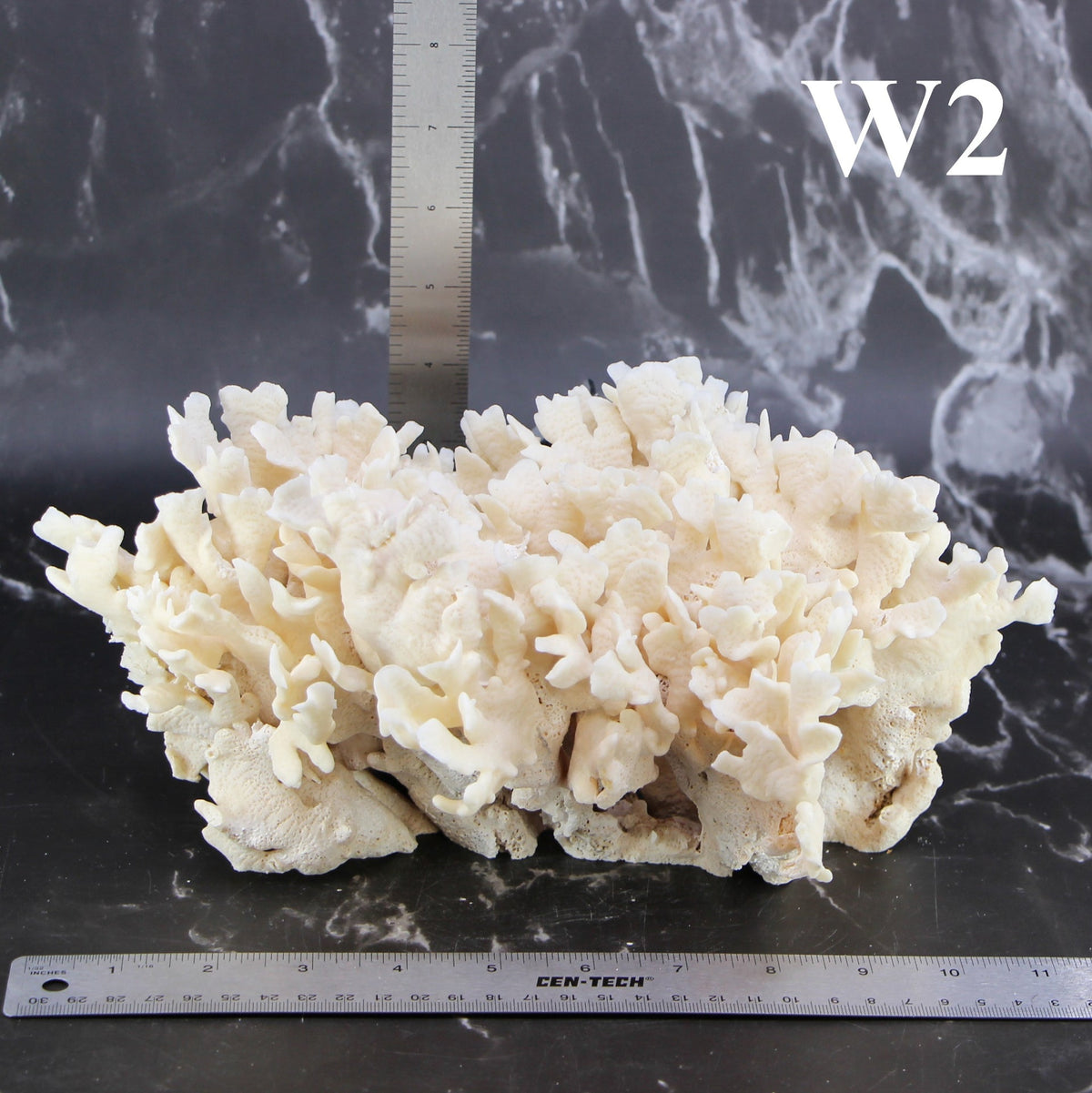 Cactus Coral 10-12"